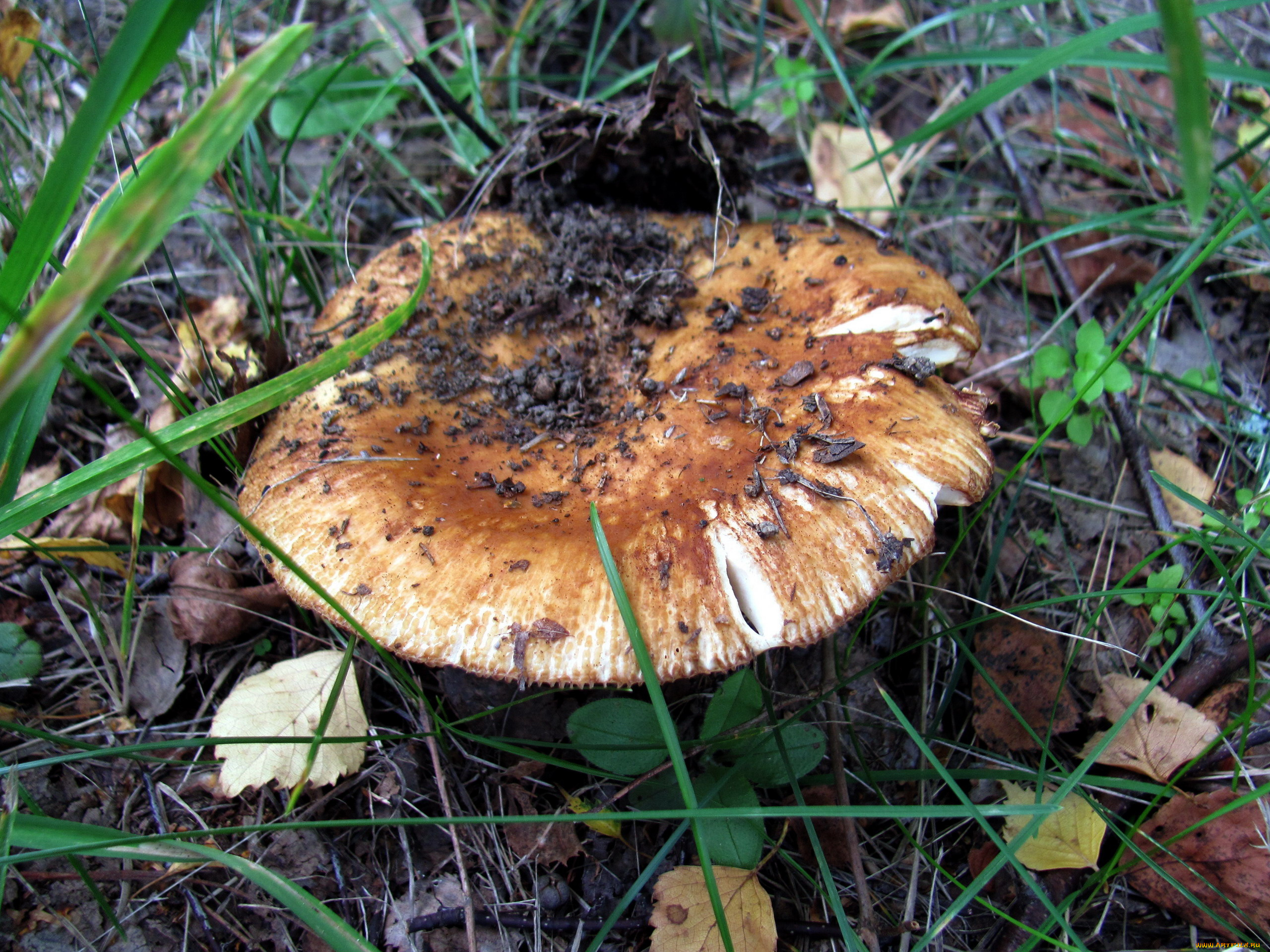 природа, грибы, шляпка, макро