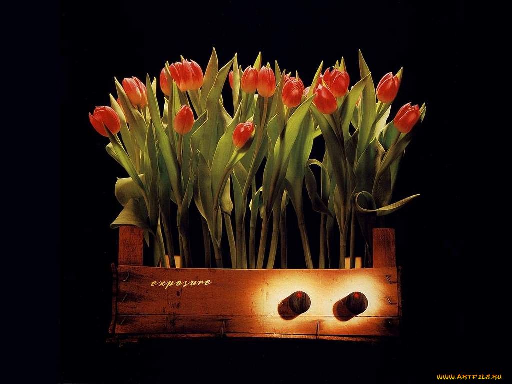 цветы, тюльпаны