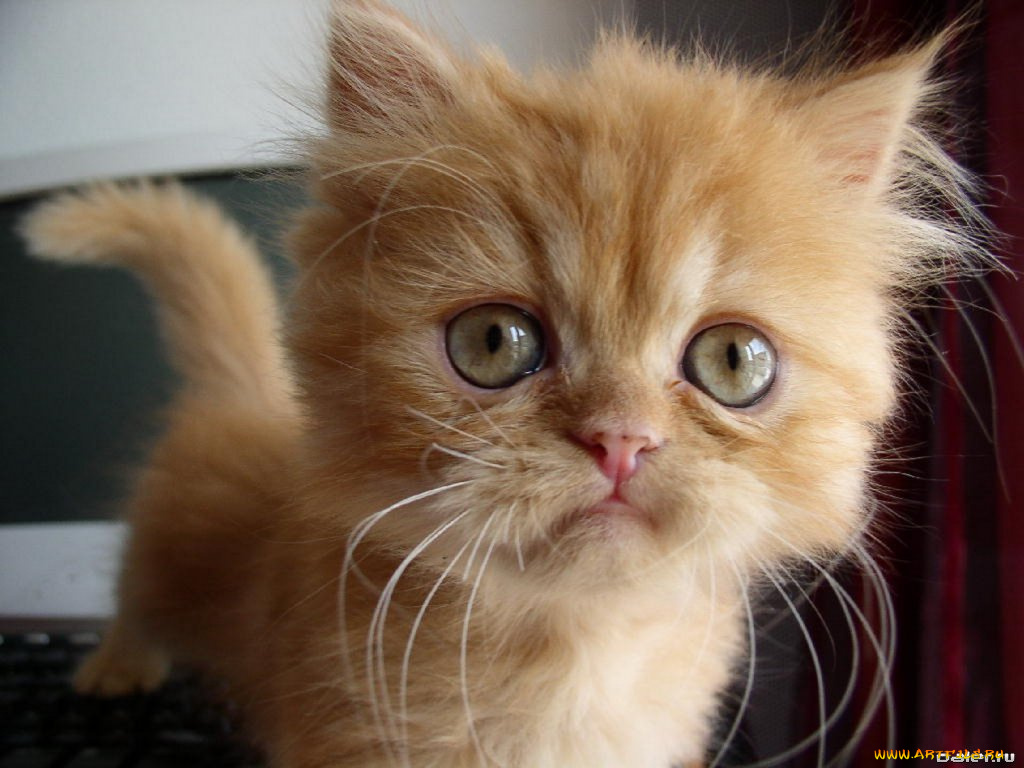 животные, коты