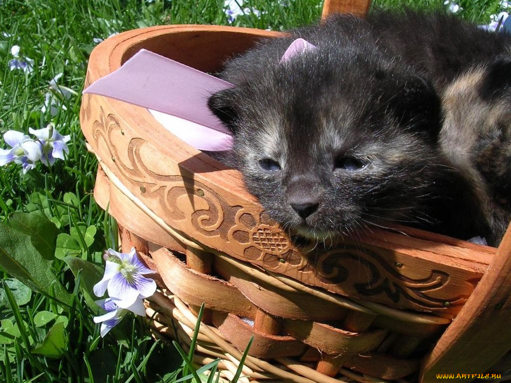 животные, коты