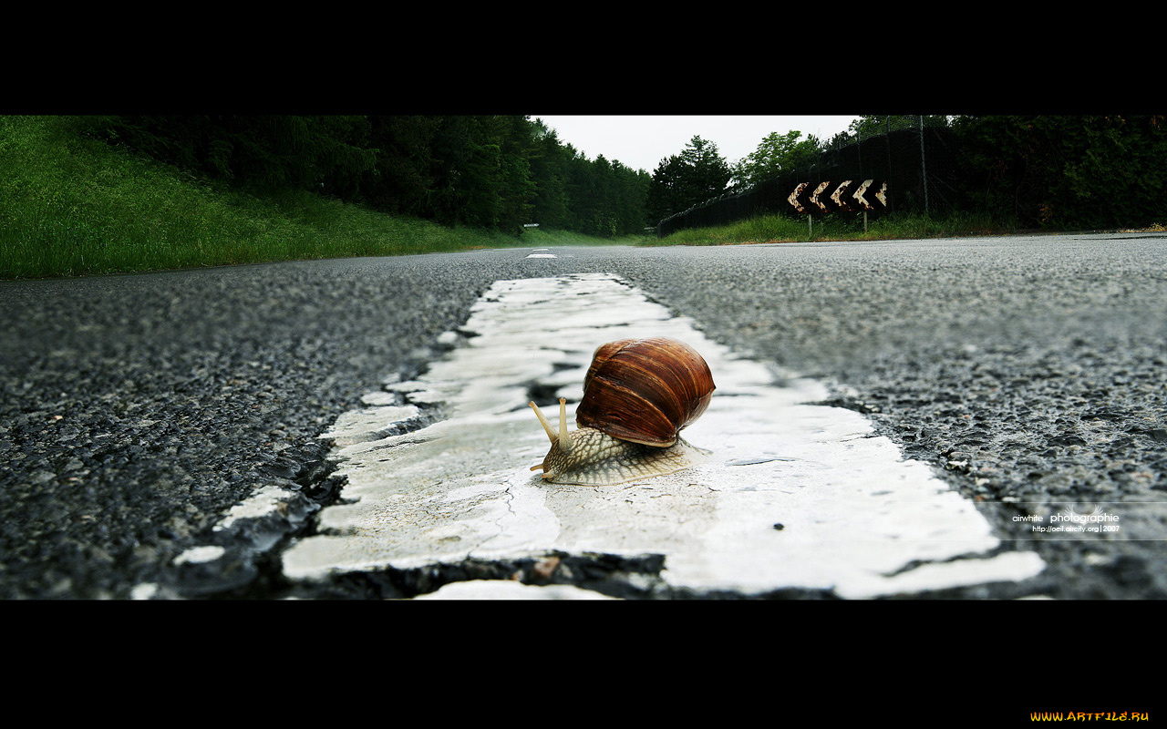 животные, улитки