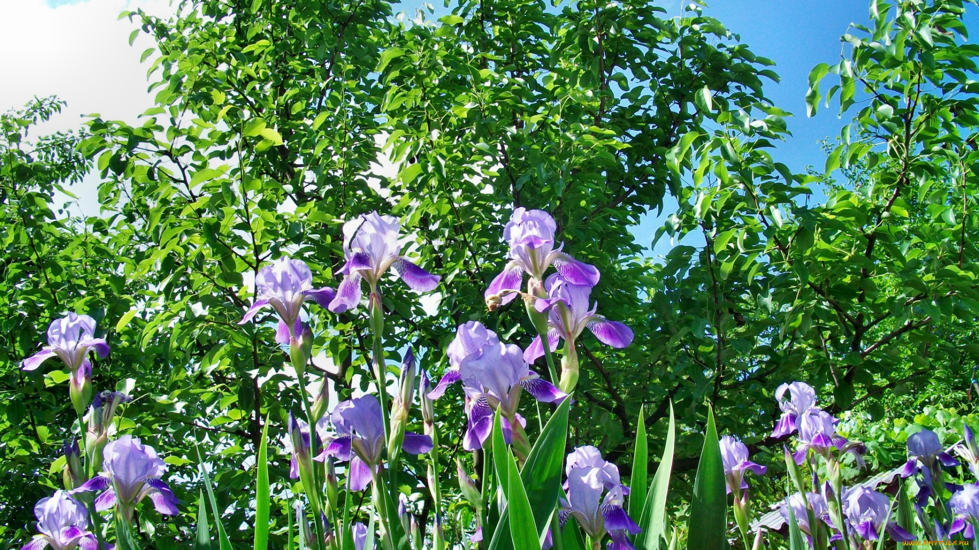 цветы, ирисы
