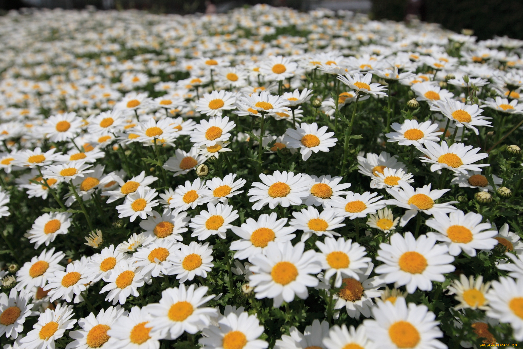 цветы, ромашки, много, белый