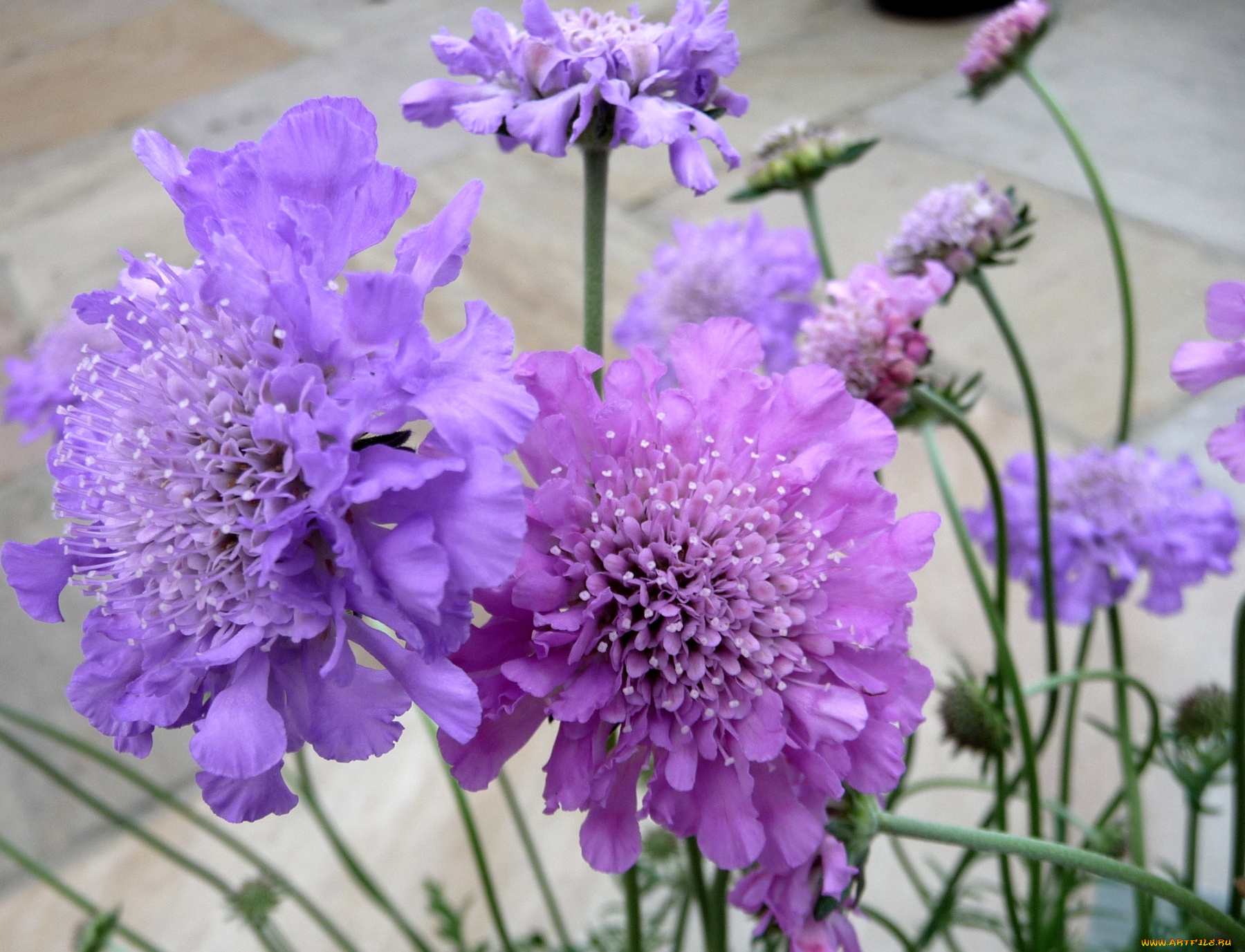 цветы, скабиоза, сиреневый