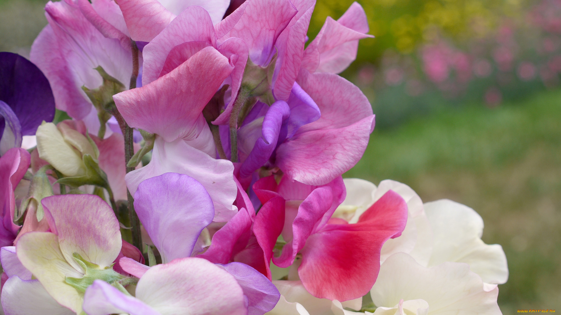 цветы, душистый, горошек, разноцветный