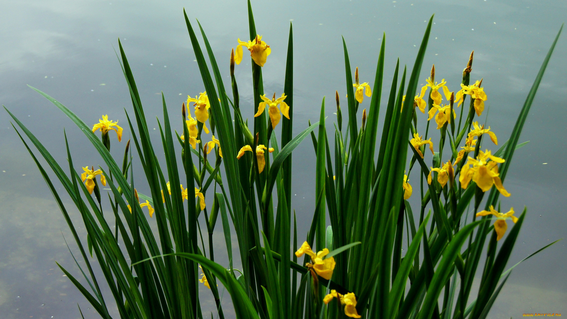 цветы, ирисы, нарциссы