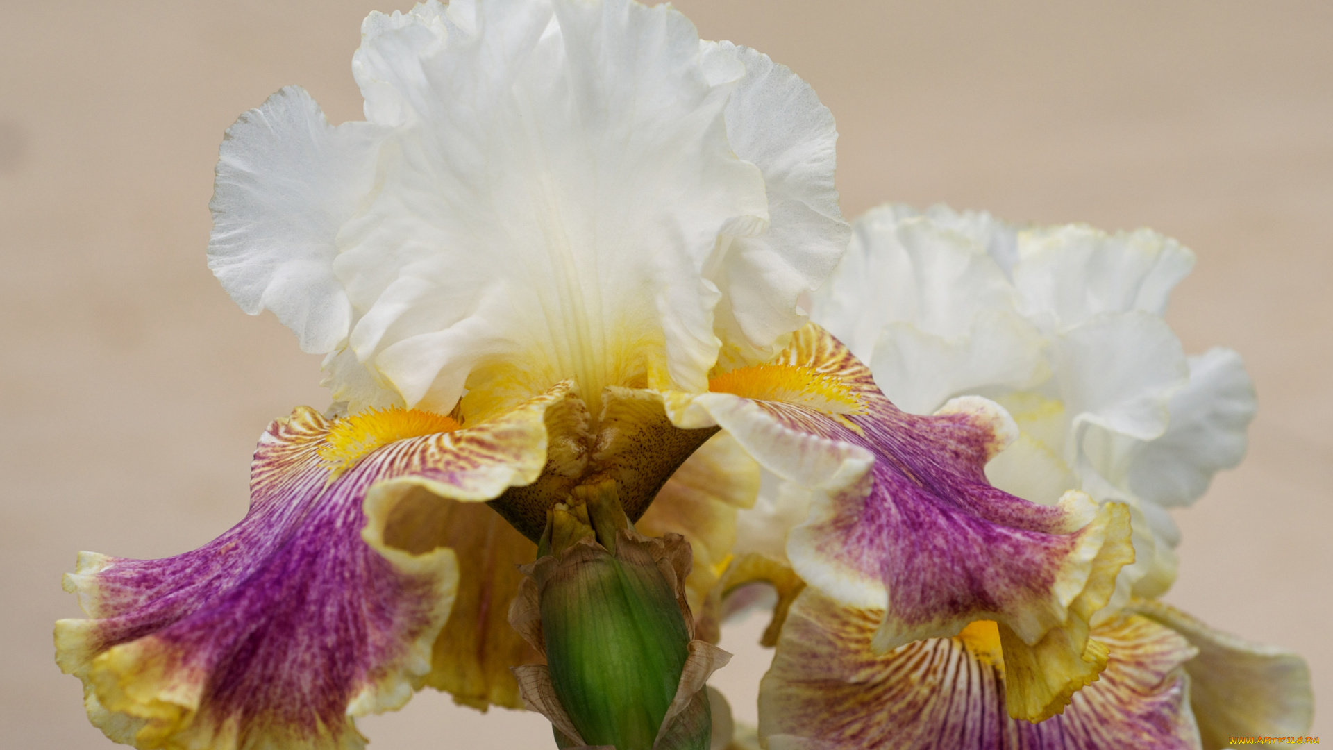 цветы, ирисы, разноцветный