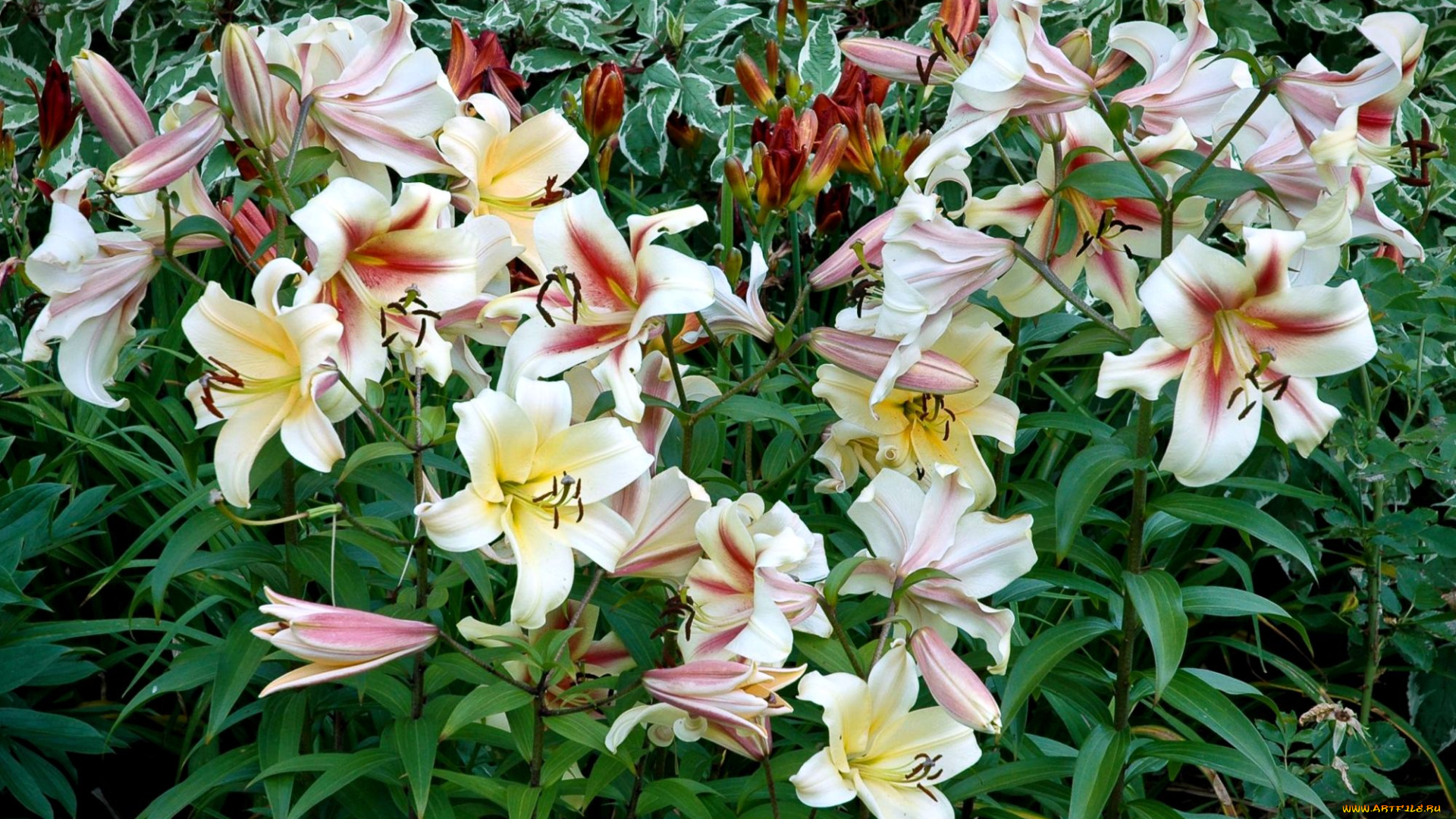 цветы, лилии, лилейники, много, белый