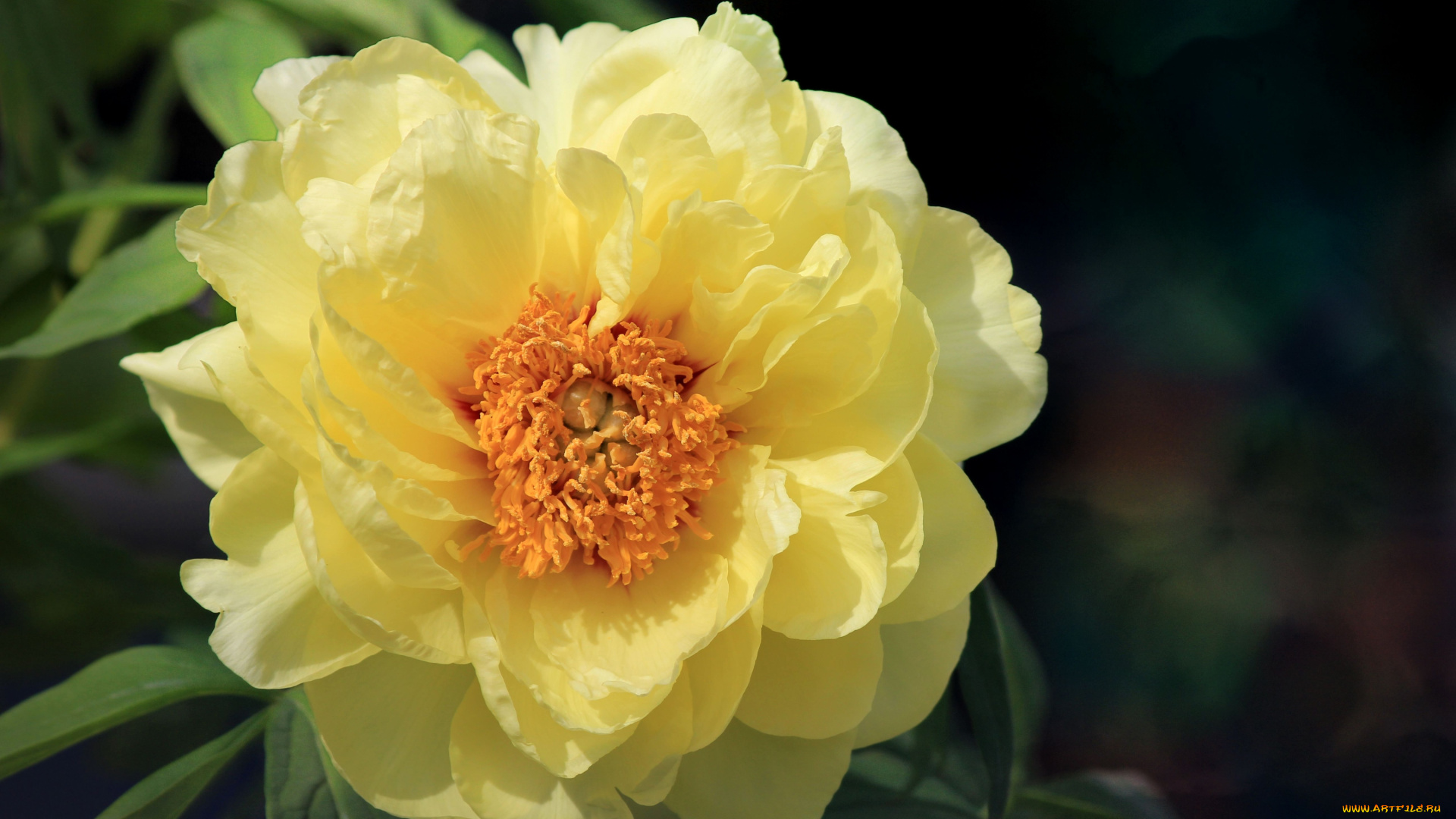 цветы, пионы, лепестки, круглый, желтый
