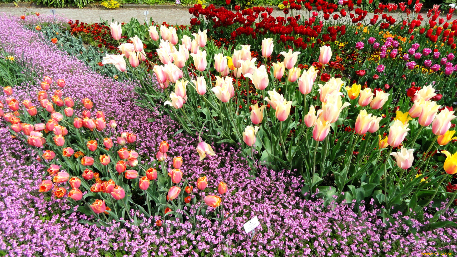 цветы, разные, вместе, тюльпаны