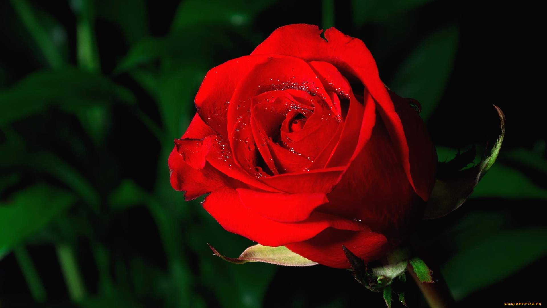 цветы, розы, капли, бутон, красный