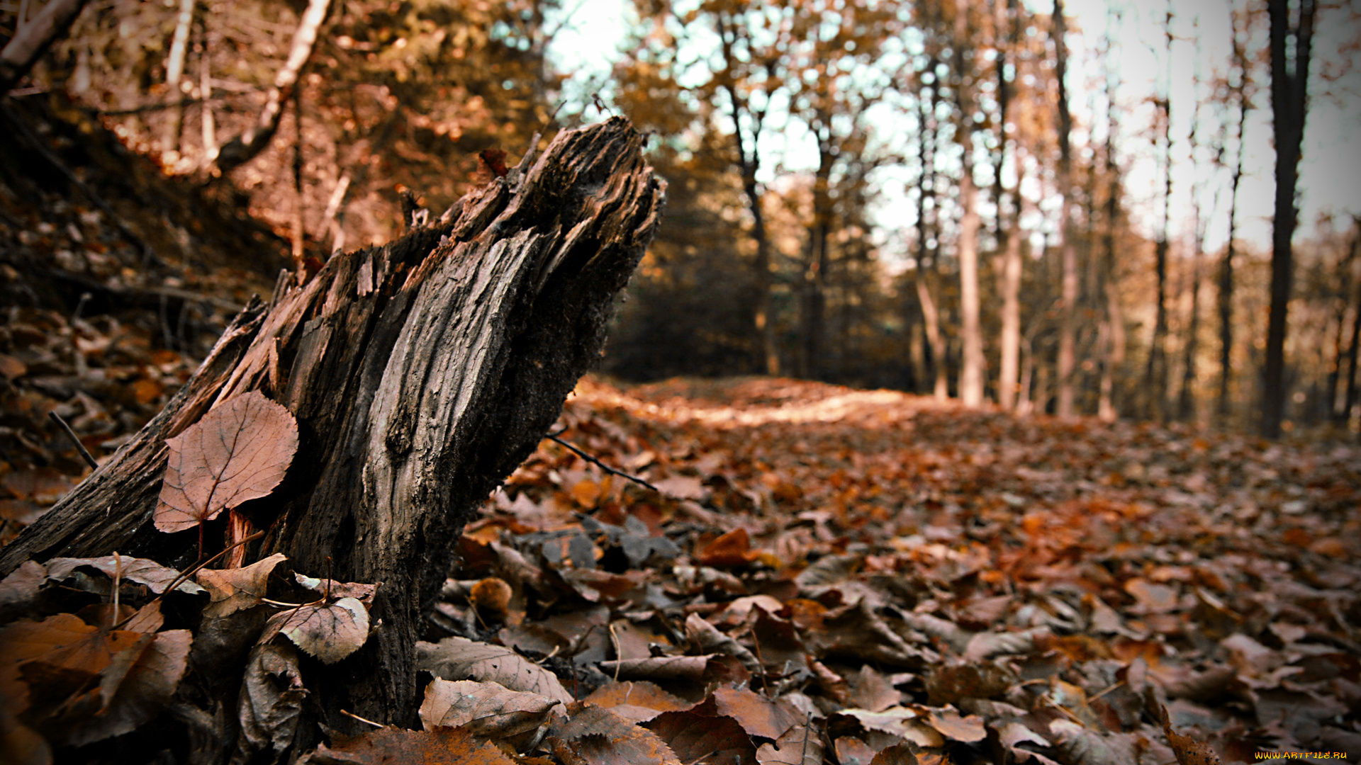 природа, листья, опавшие, осенний, лес, обломок, деревья, пенёк