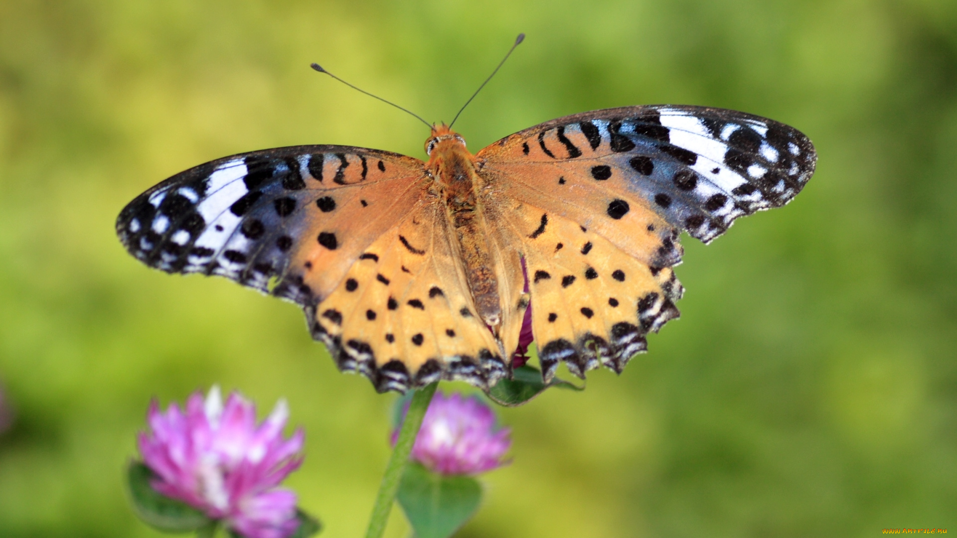 животные, бабочки, пестрый, крылья