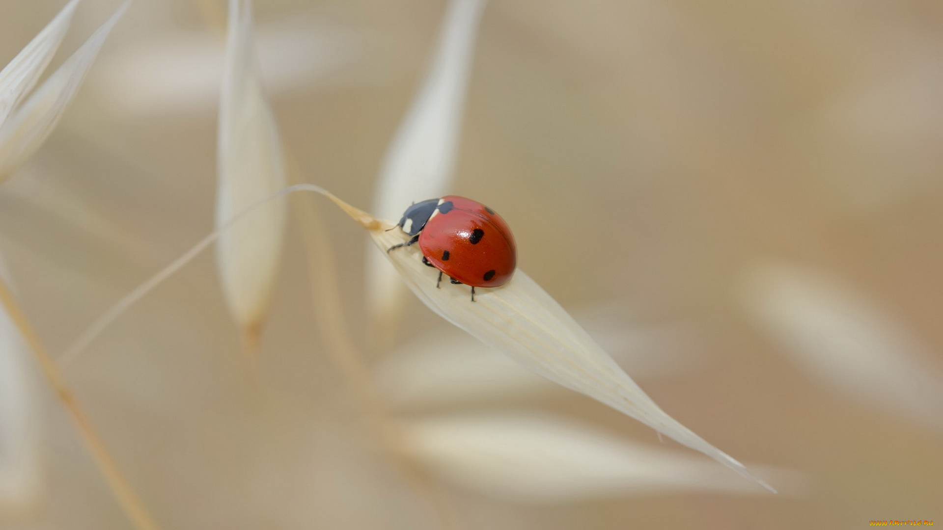 животные, божьи, коровки, божья, коровка, листья, лето