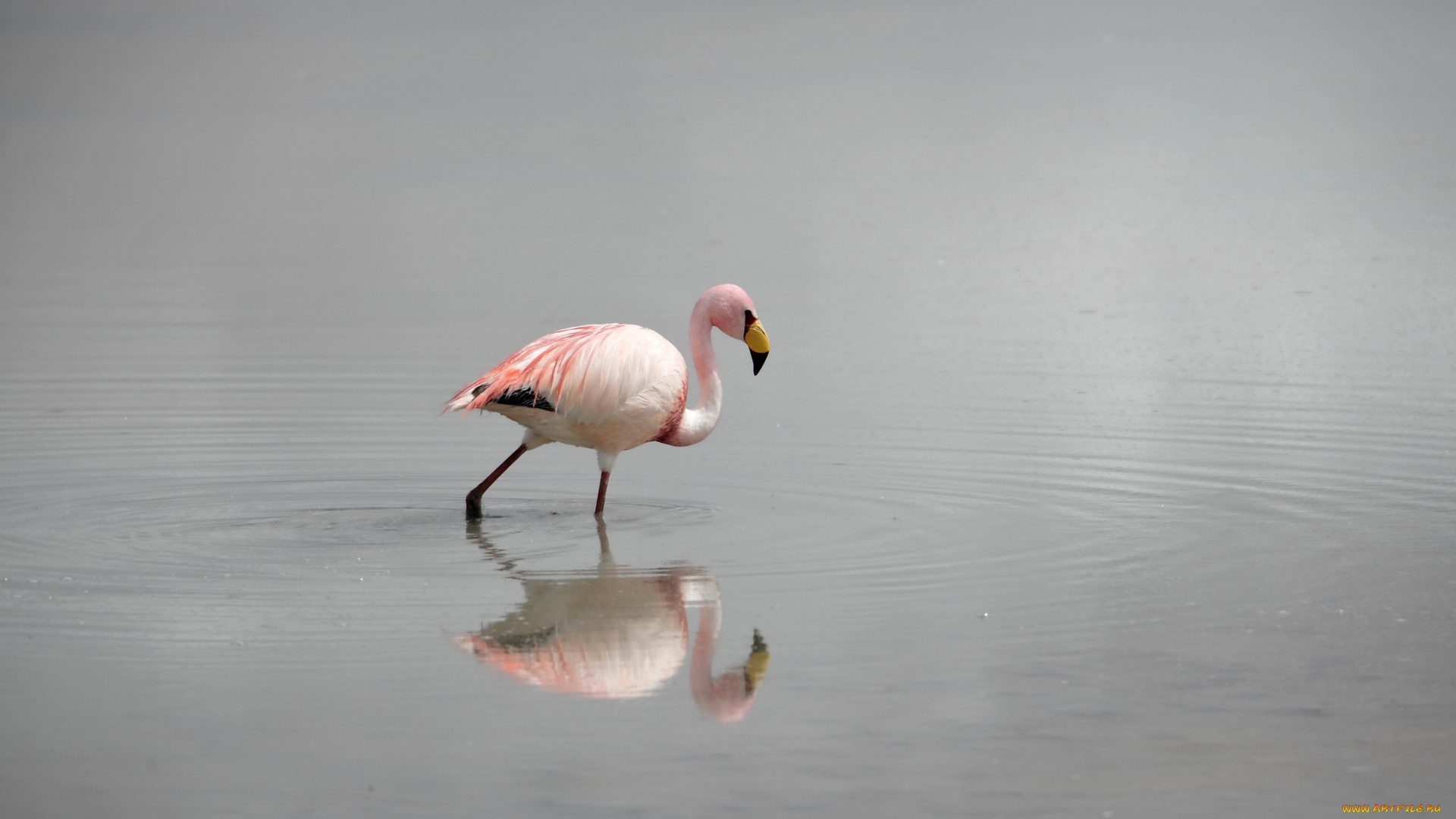 животные, фламинго, природа, птица, вода