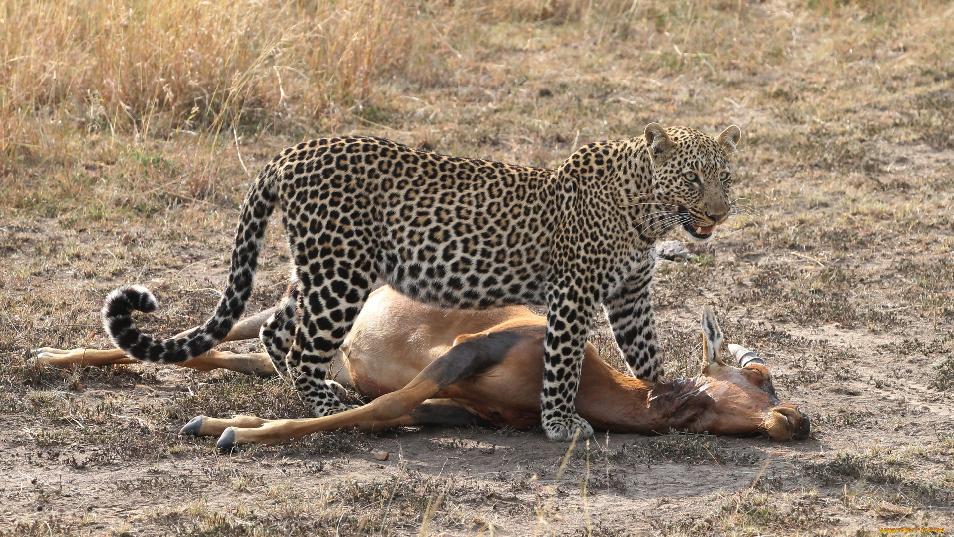 животные, леопарды, жертва, антилопа, добыча