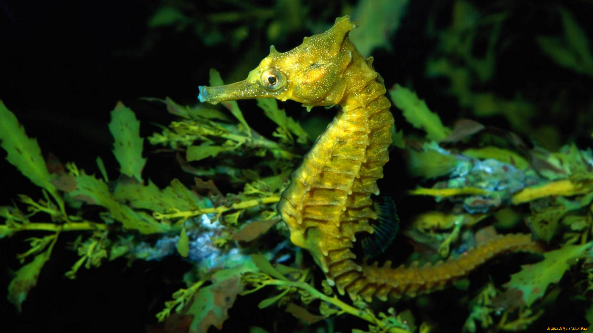 животные, морская, фауна, водоросли, океан, конек, морской