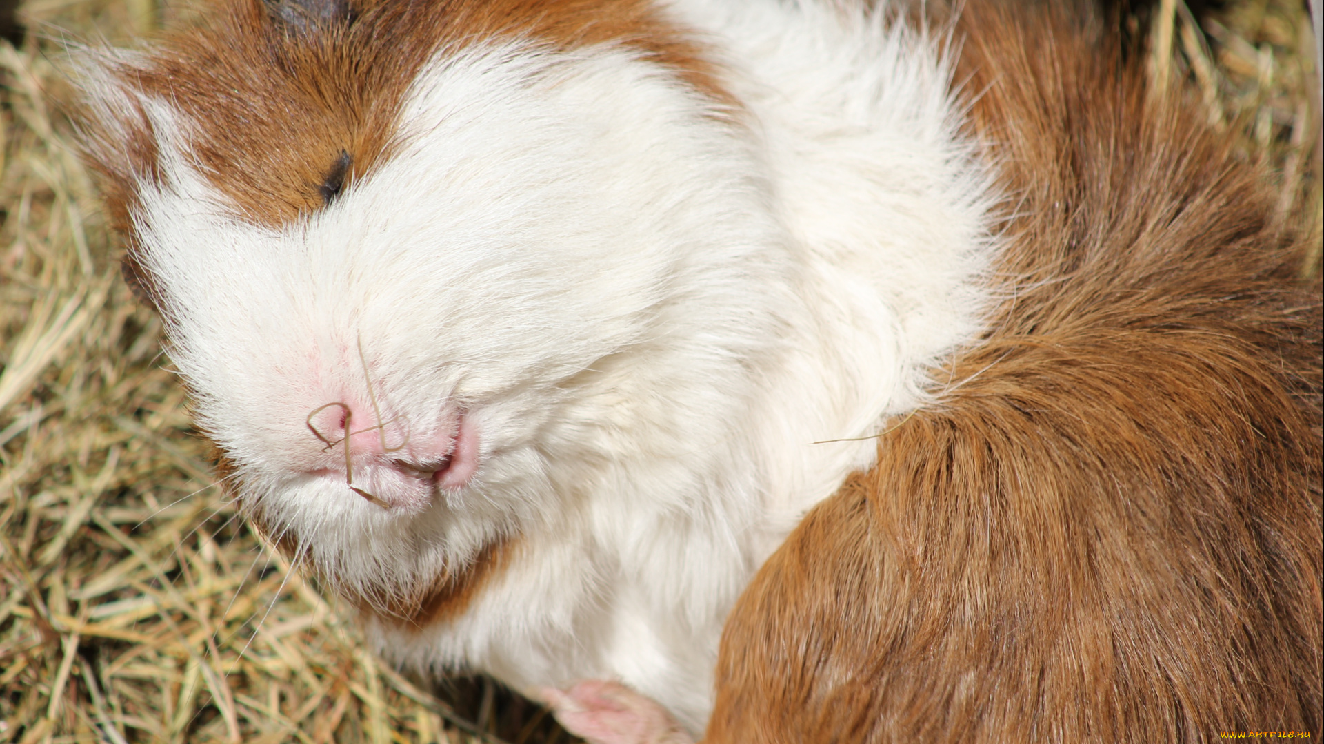 животные, морские, свинки, хомяки, сон
