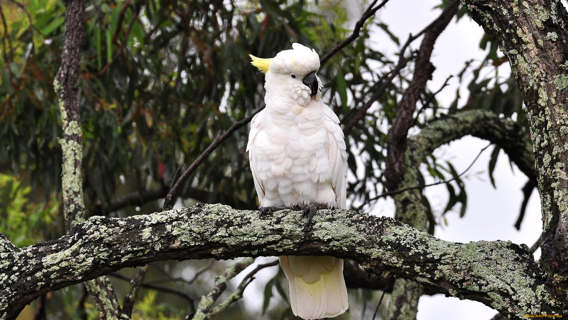 животные, попугаи, хохолок, какаду, белый