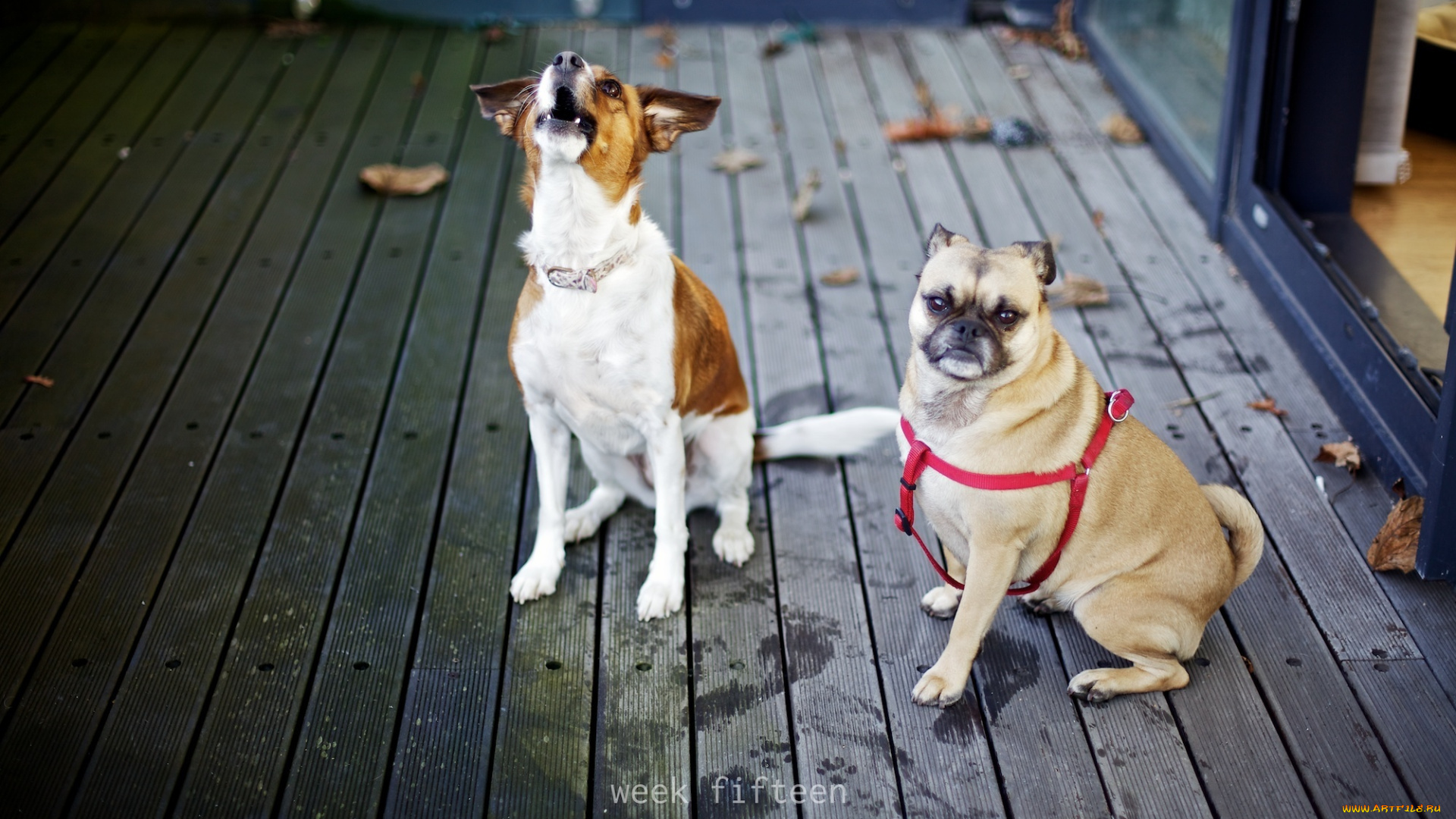 животные, собаки