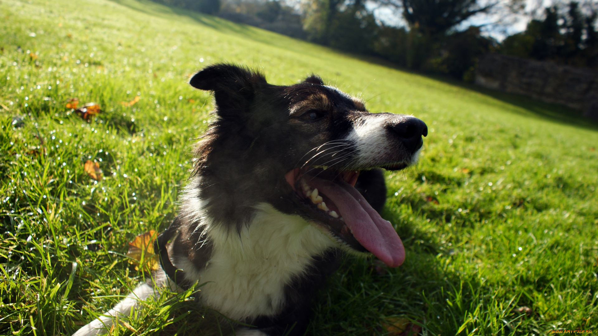 животные, собаки, бордер-колли