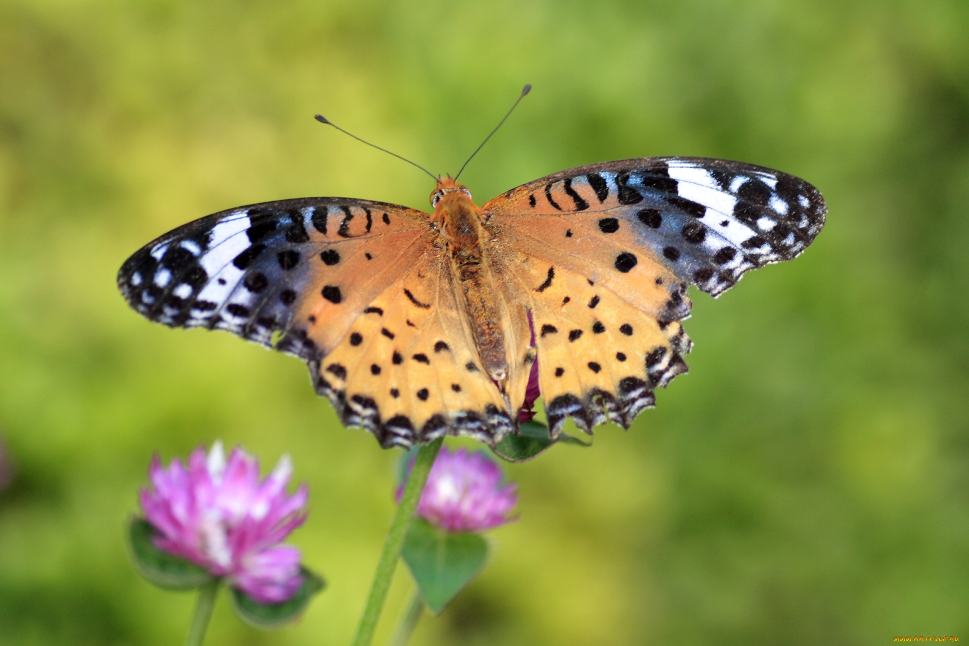 животные, бабочки, пестрый, крылья