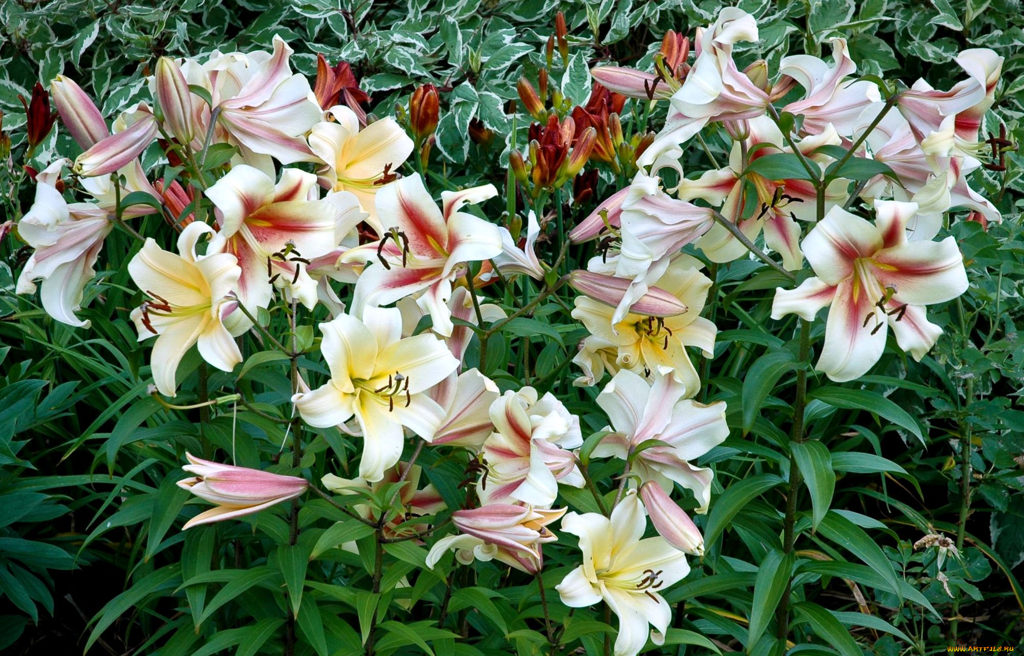 цветы, лилии, лилейники, много, белый