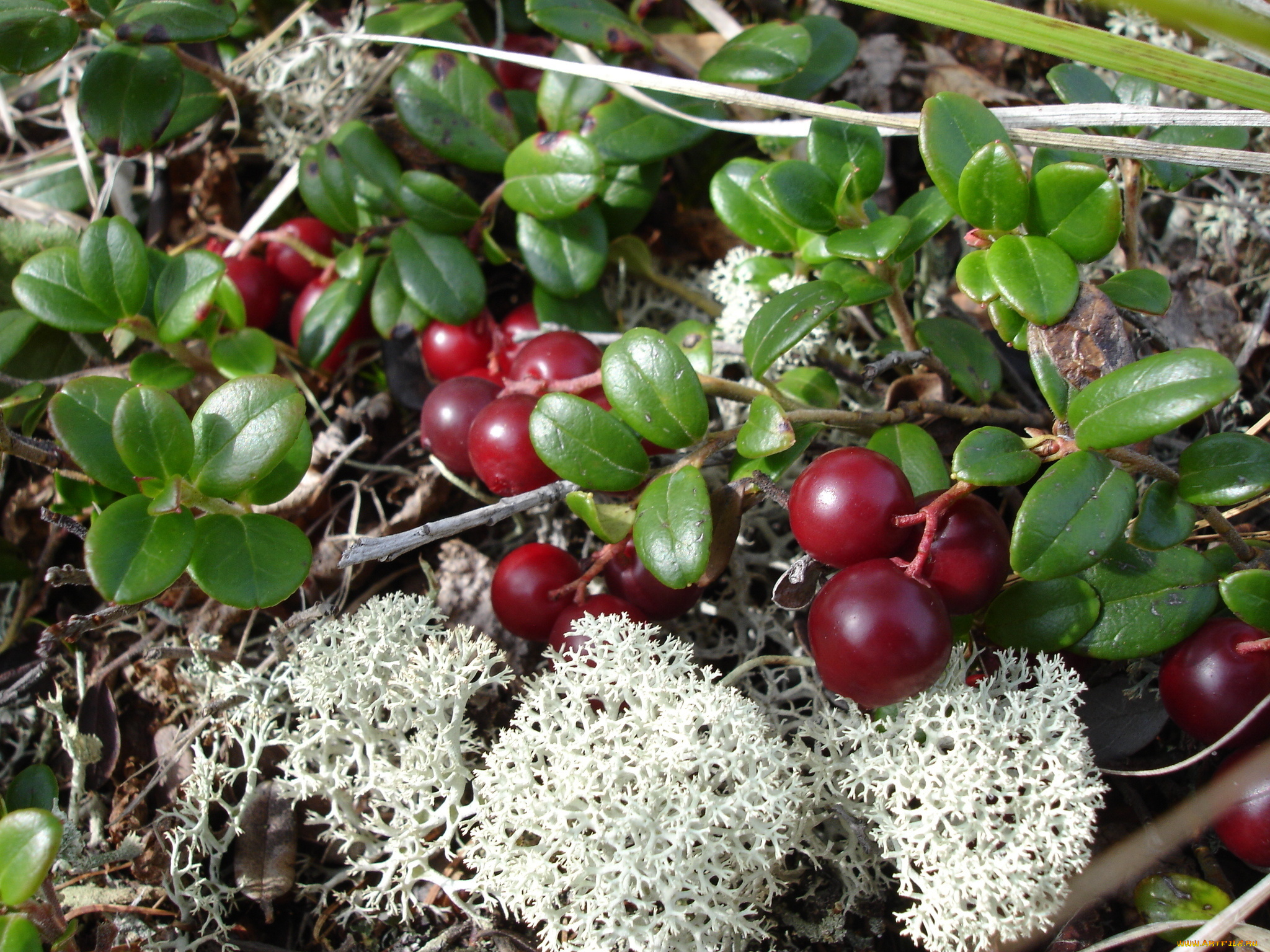 природа, Ягоды, мох, брусника, ягода, травинки, осень