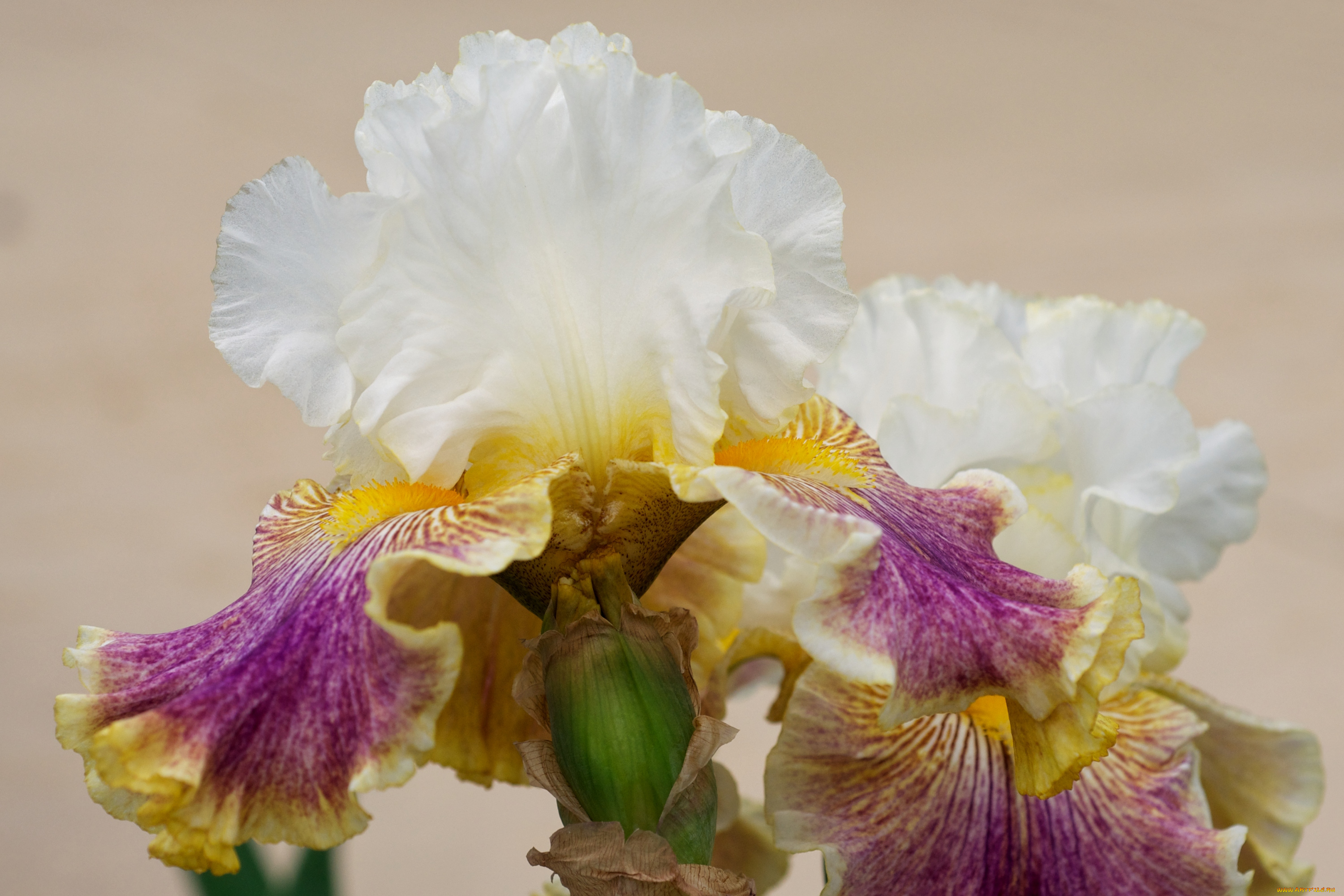 цветы, ирисы, разноцветный