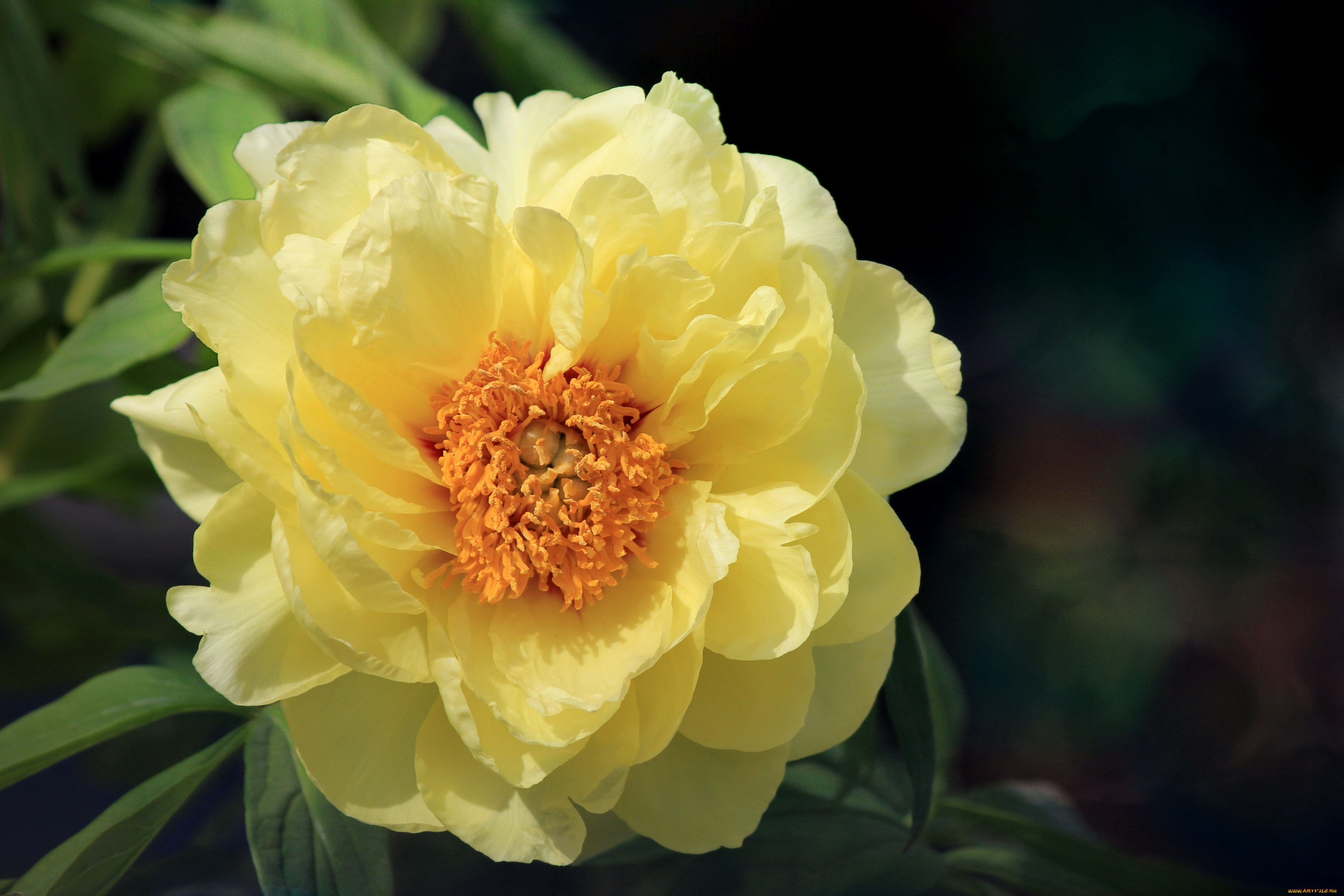 цветы, пионы, лепестки, круглый, желтый