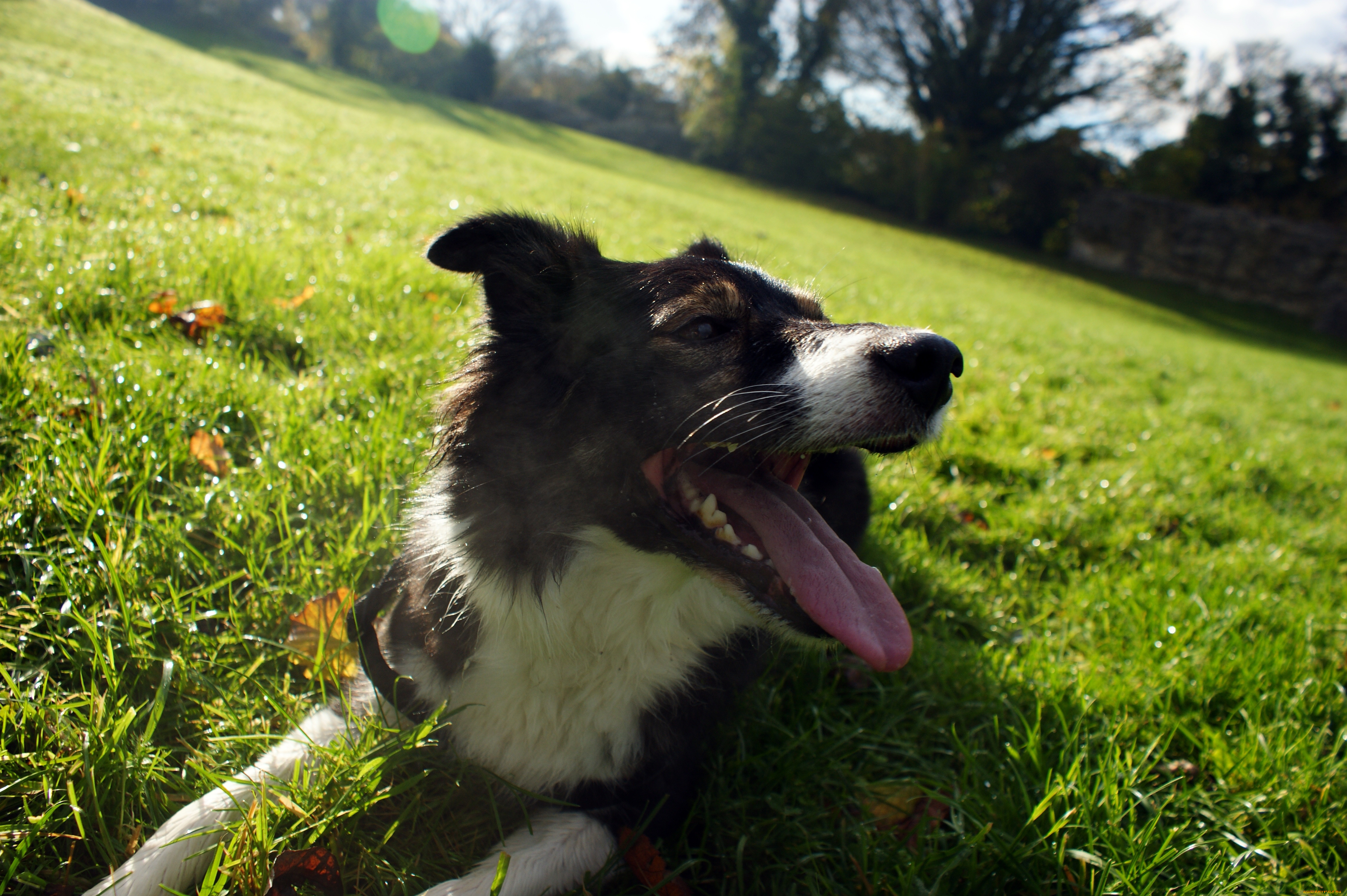 животные, собаки, бордер-колли