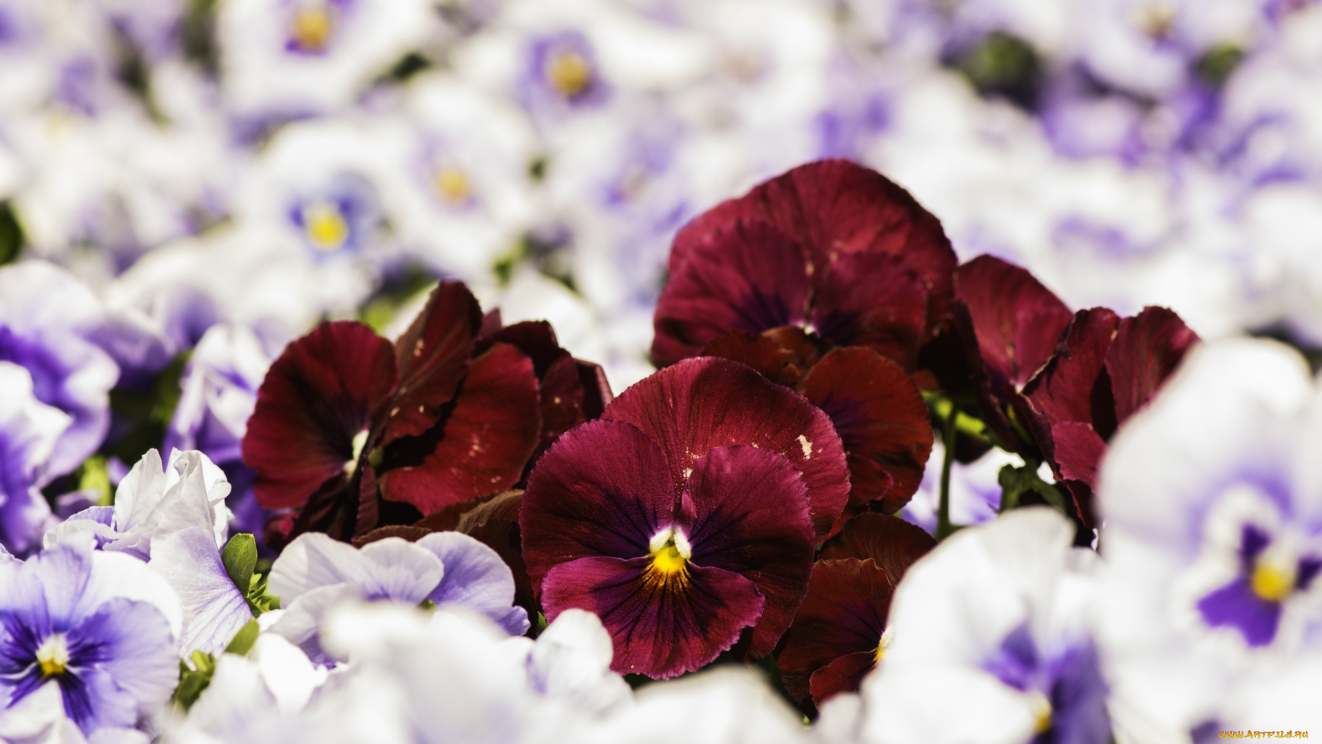 цветы, анютины, глазки, садовые, фиалки, контраст, виола