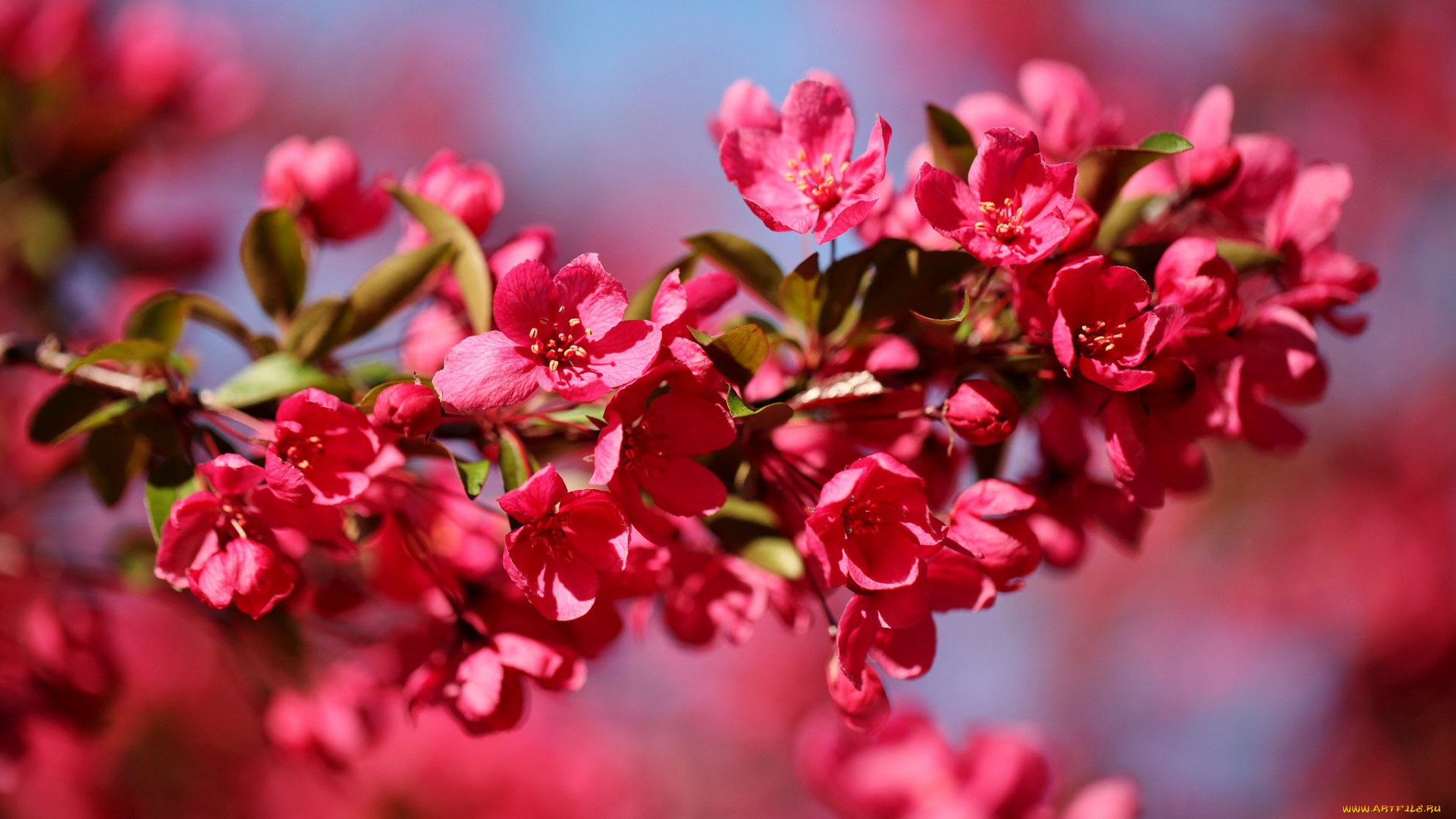 цветы, цветущие, деревья, кустарники, ветка, весна, розовый