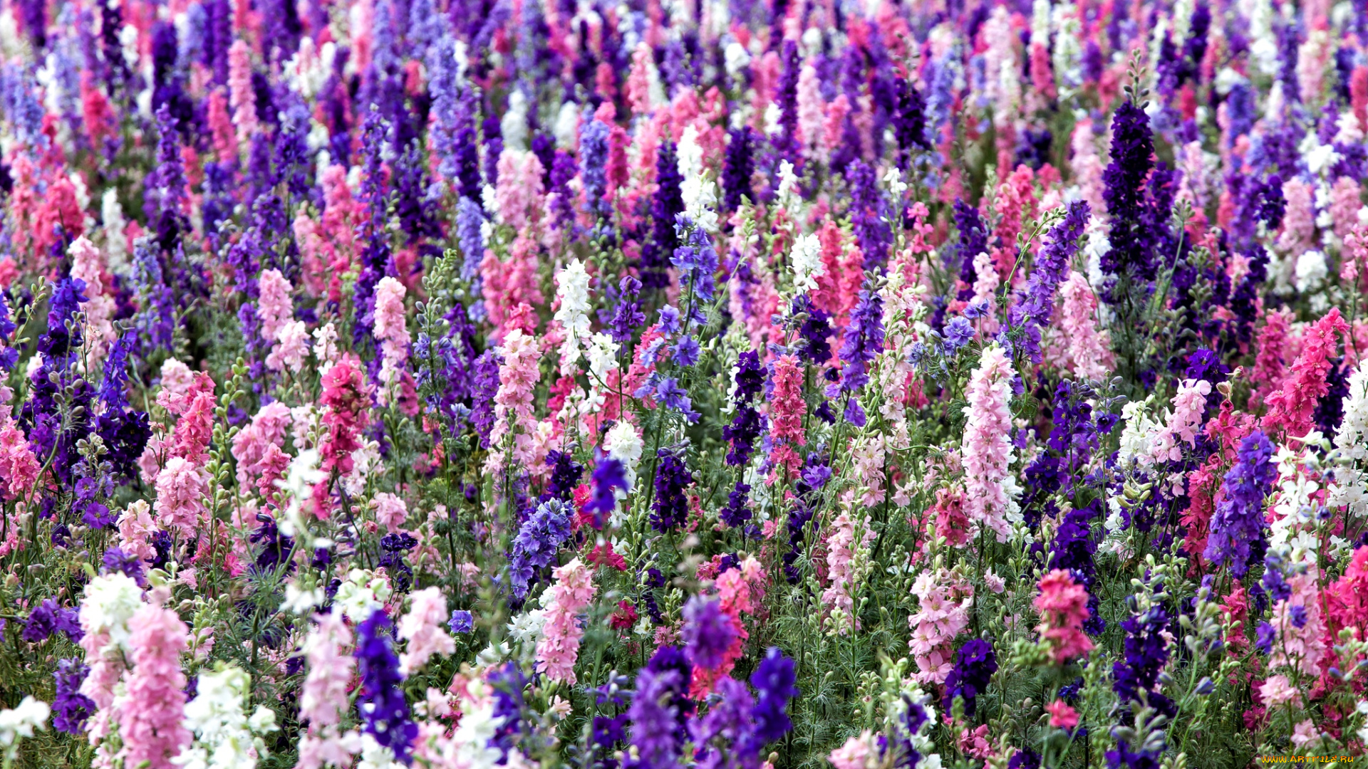 цветы, дельфиниум, разноцветный, много