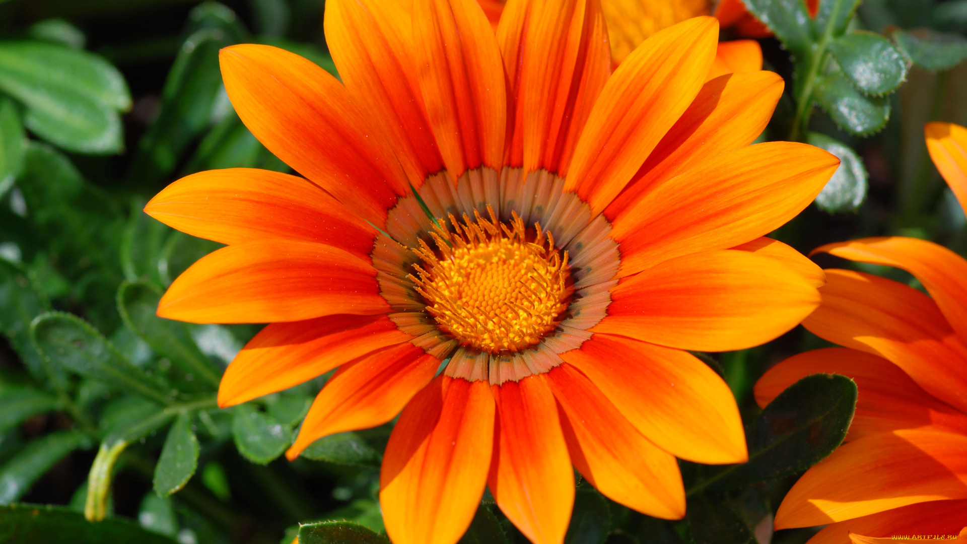 цветы, газания, лепестки