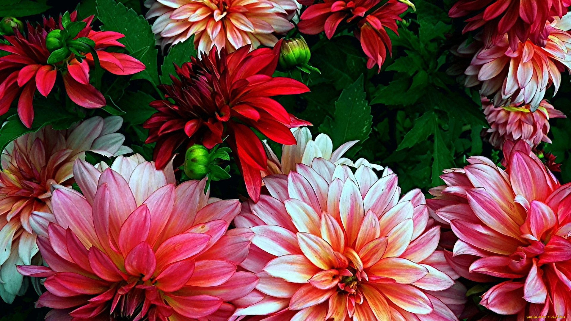 цветы, георгины, лепестки