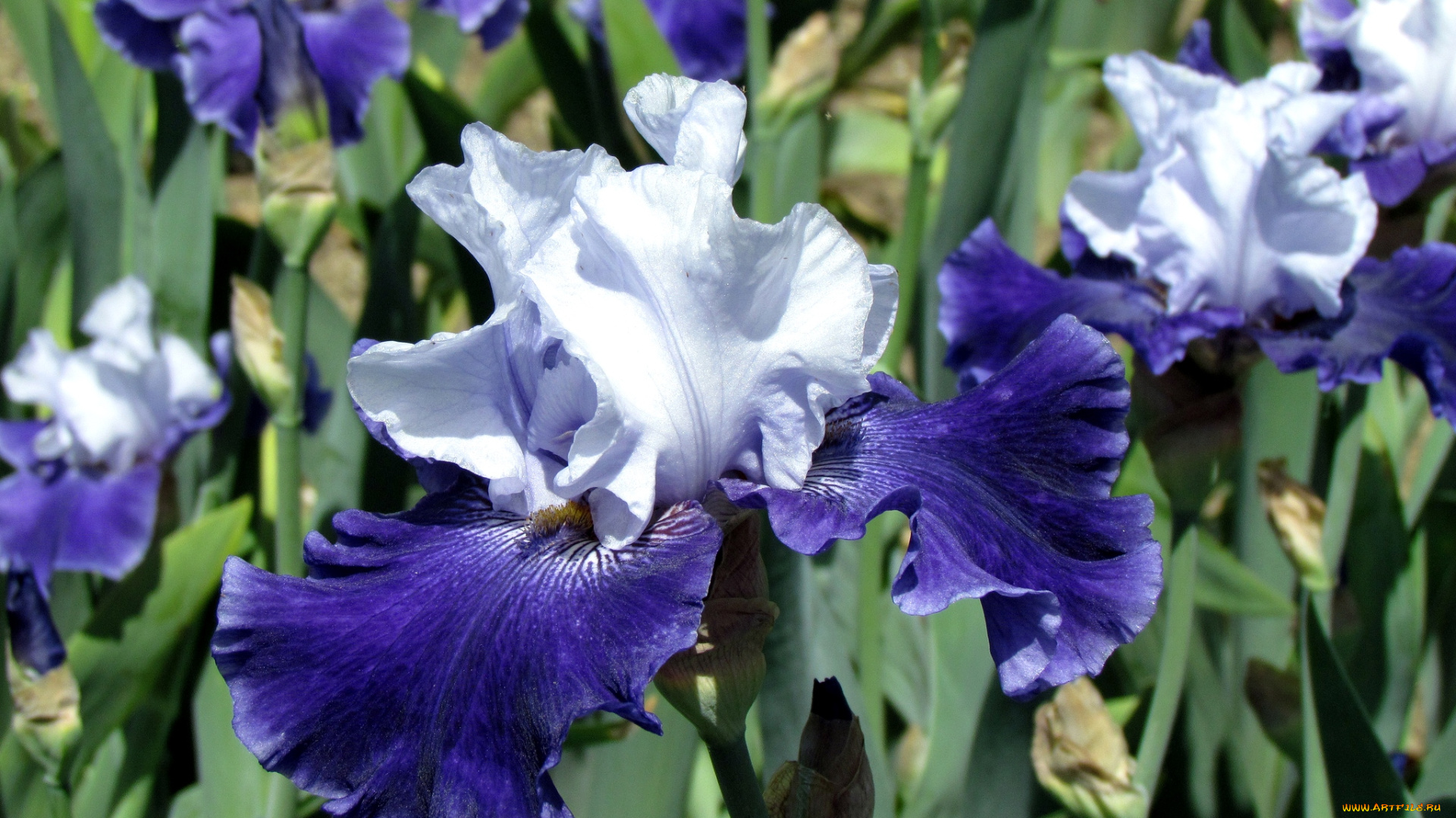 цветы, ирисы, касатик, синий