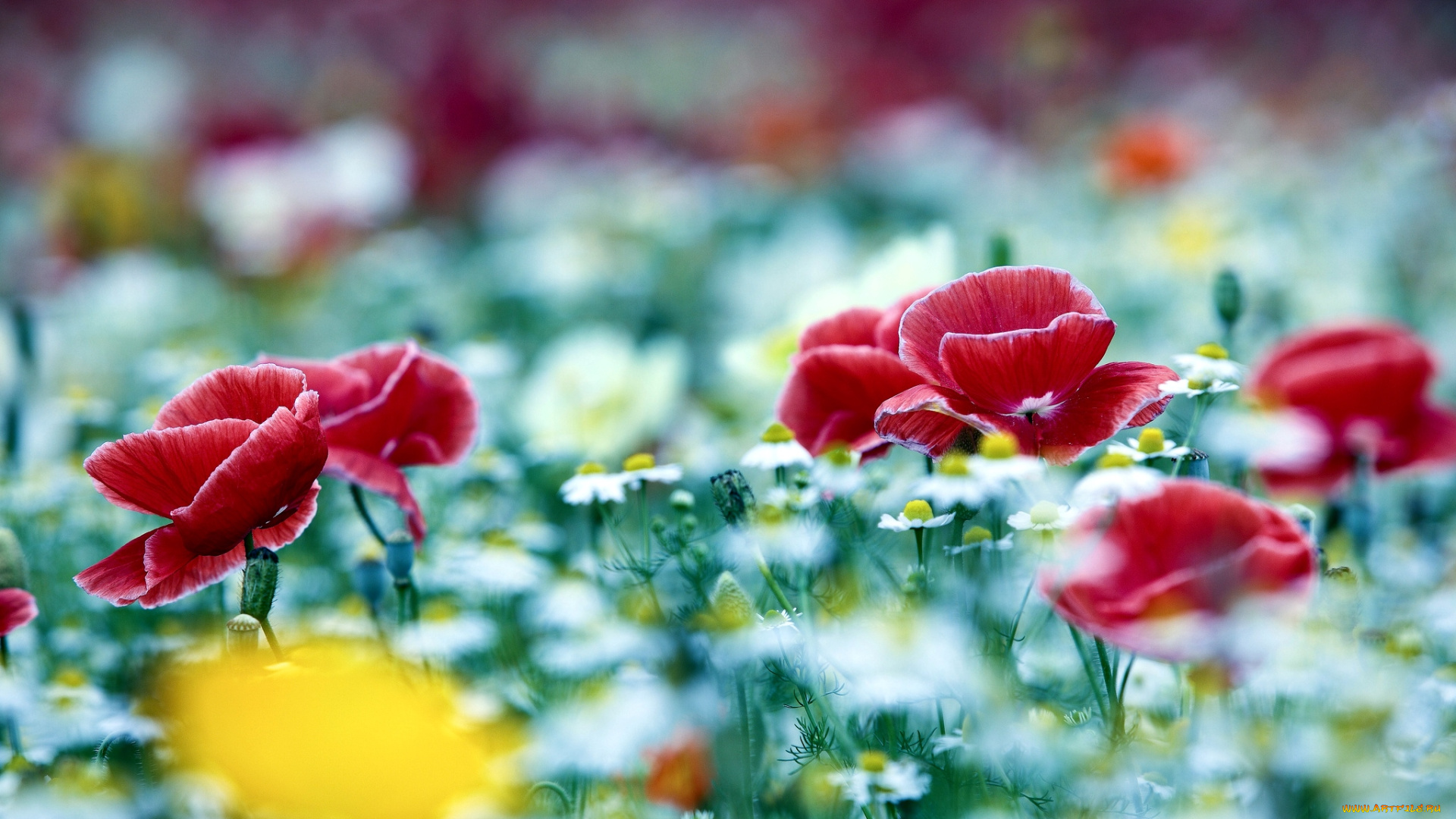 цветы, луговые, полевые, маки, ромашки