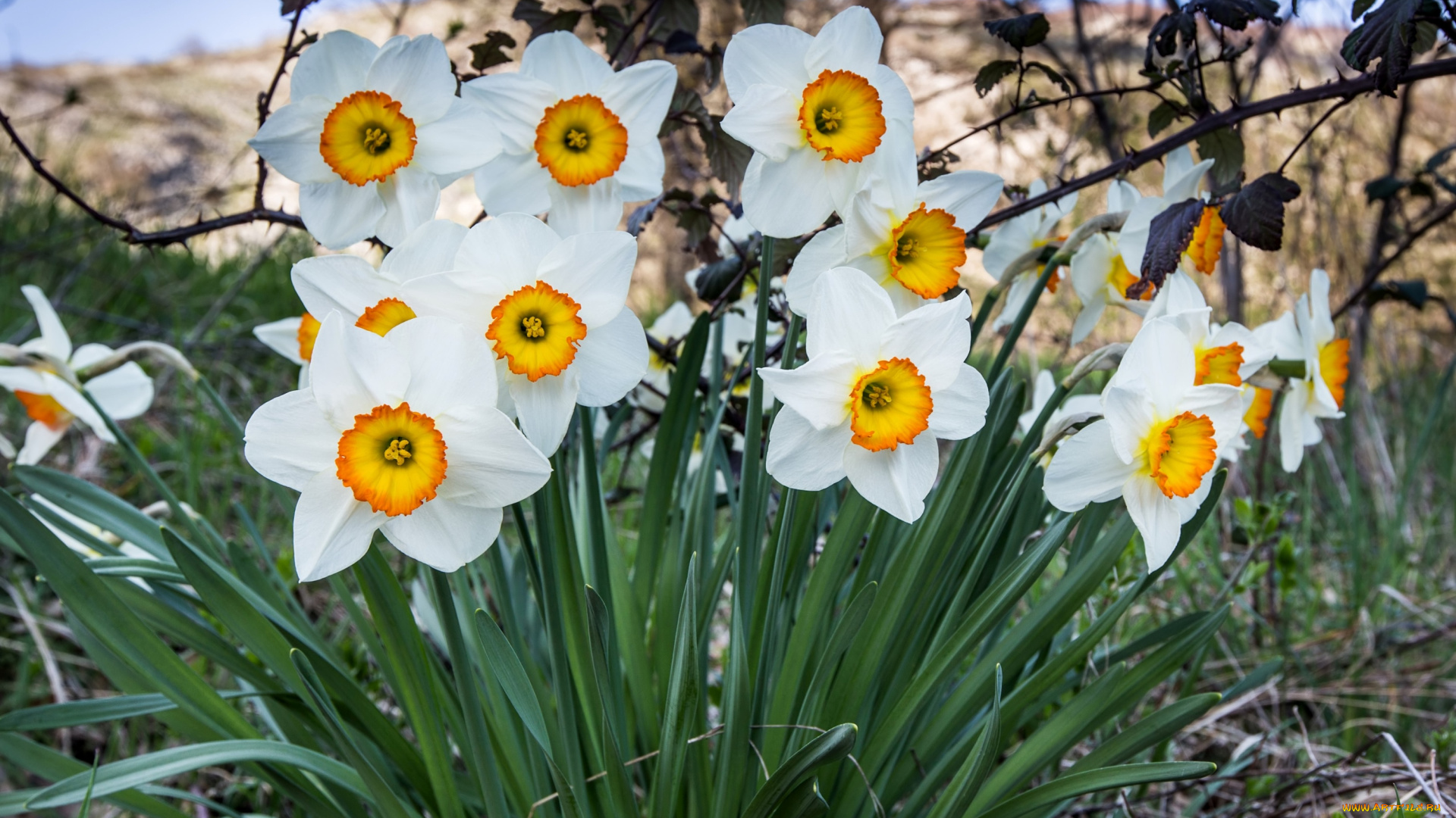 цветы, нарциссы, куст