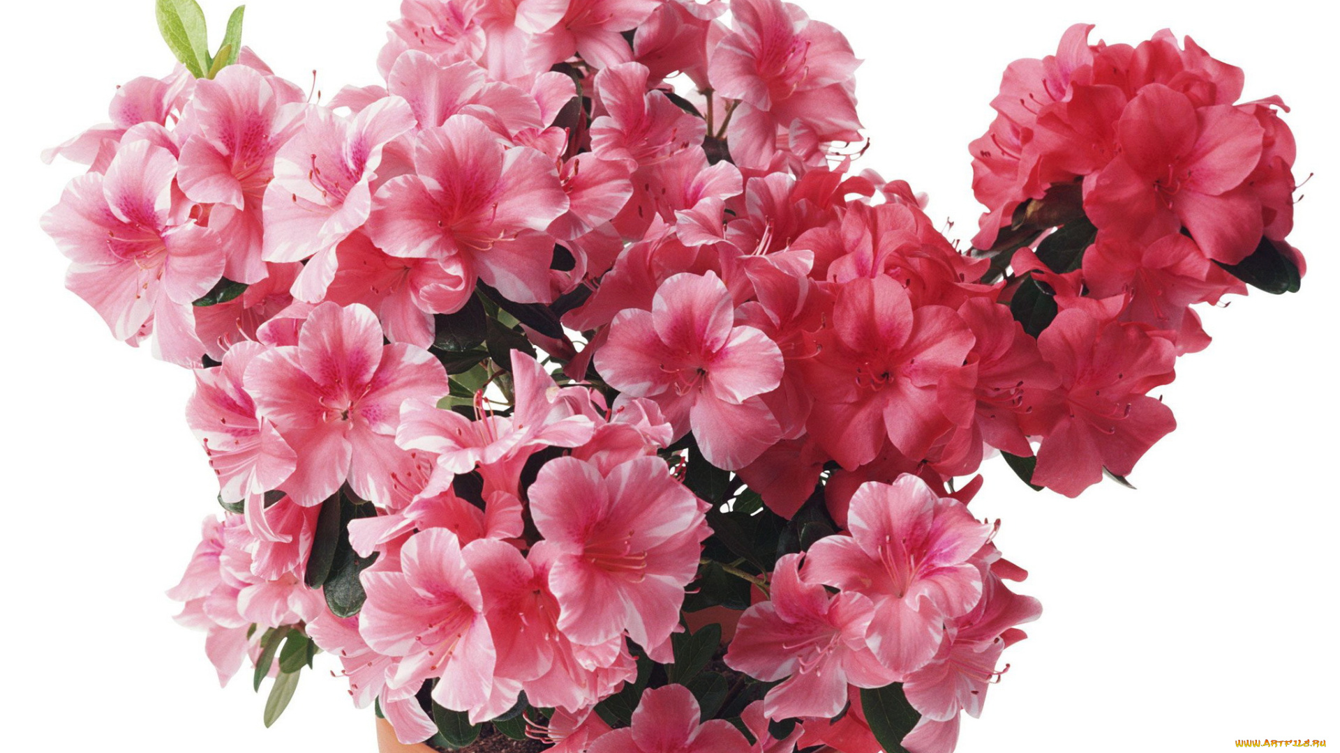 цветы, рододендроны, азалии, азалия