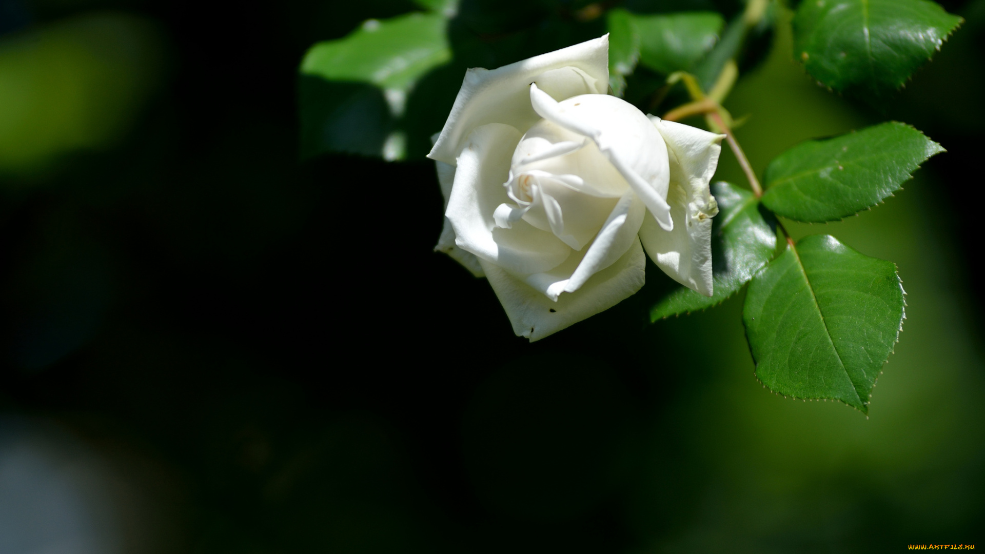 цветы, розы, белая, роза