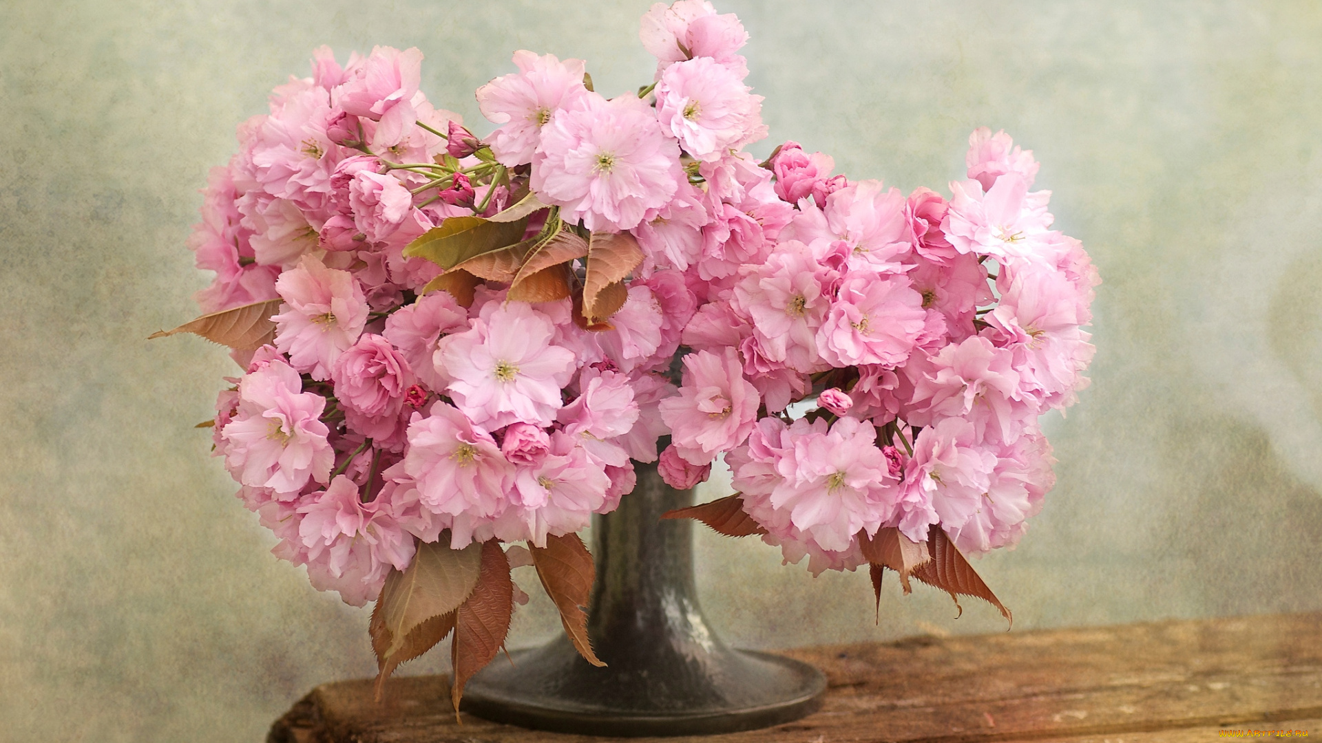 цветы, сакура, вишня, букет, японская