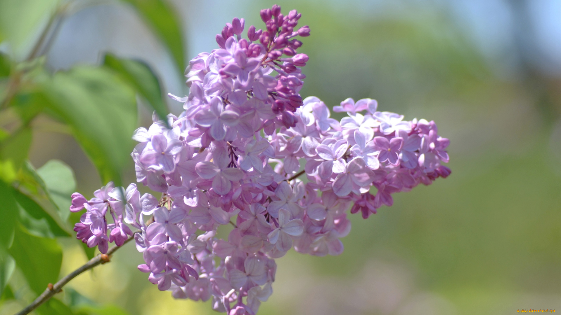 цветы, сирень, весна, ветка