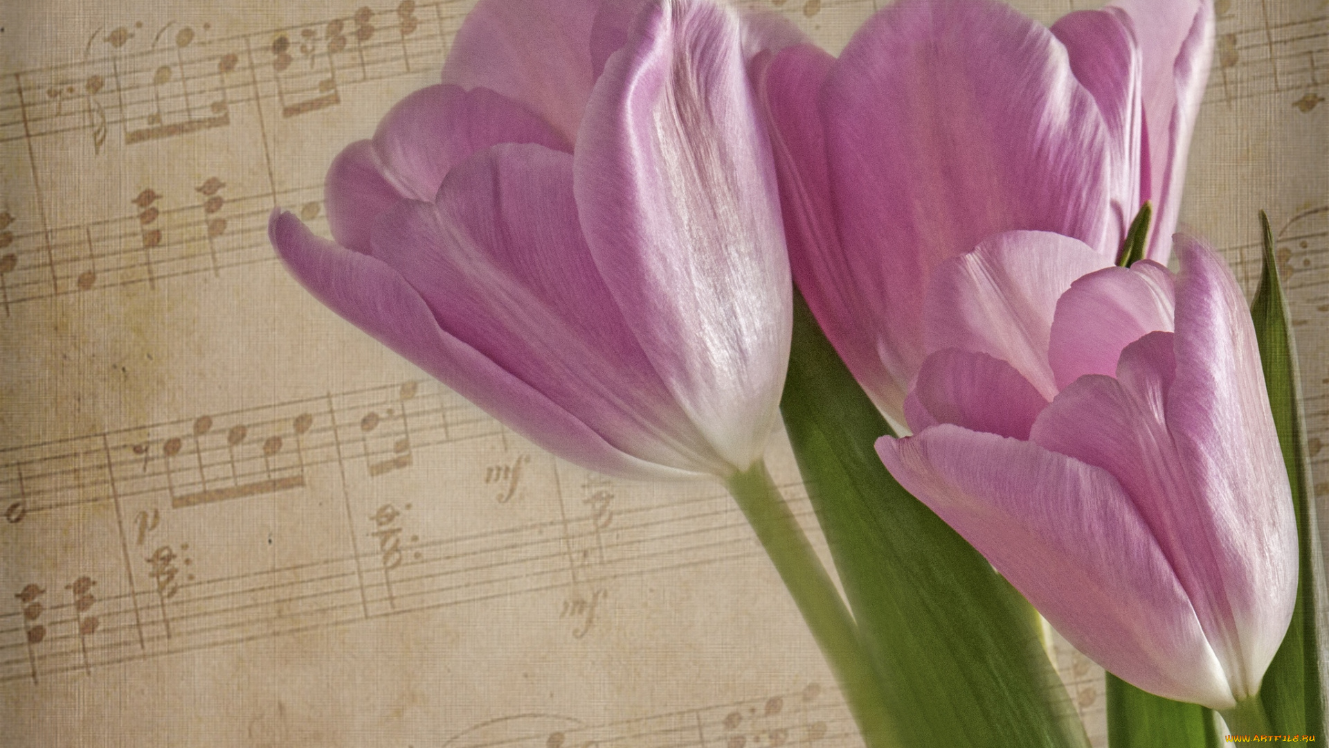 цветы, тюльпаны, ноты, розовый