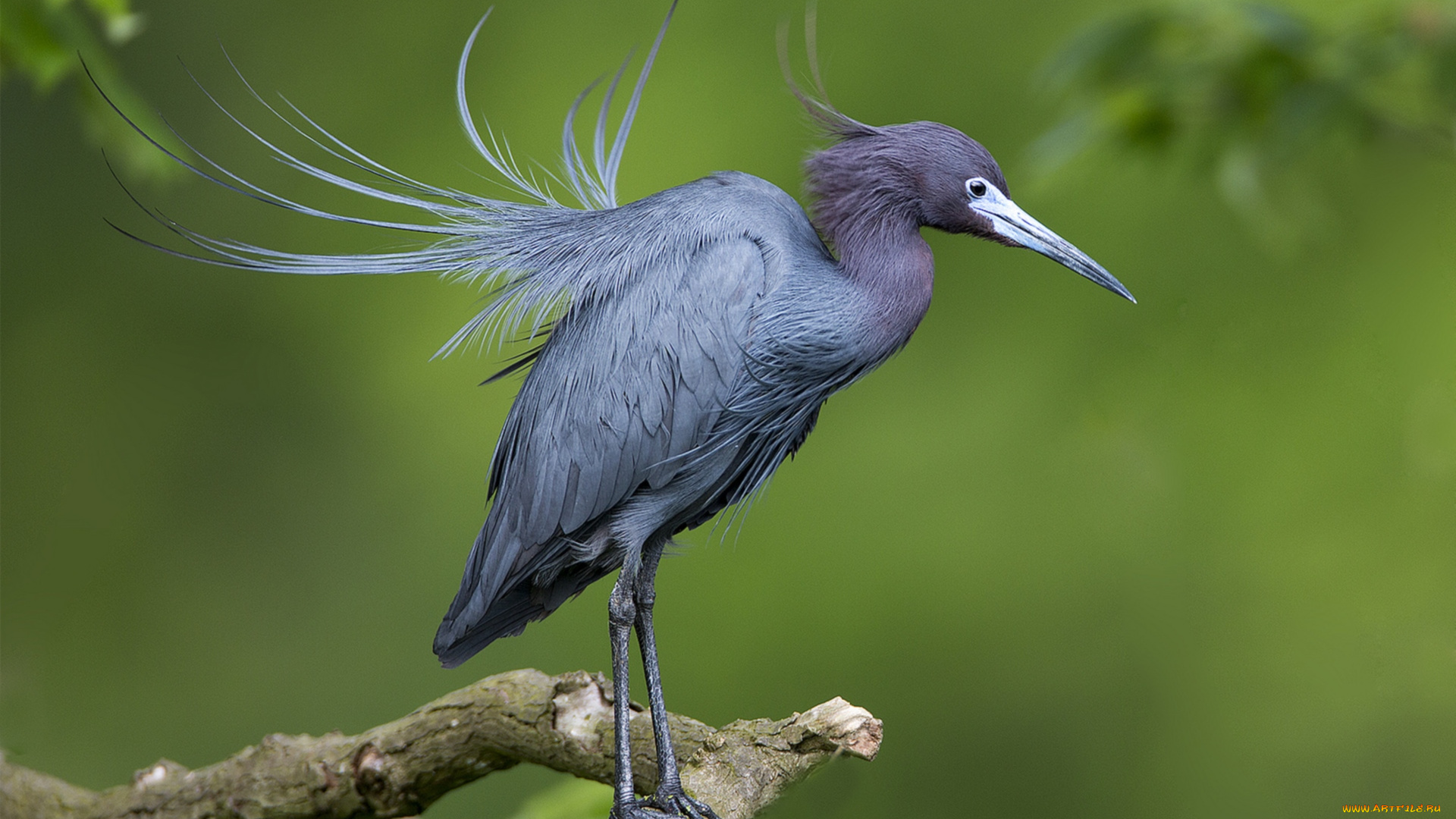 животные, цапли, перья, голубая