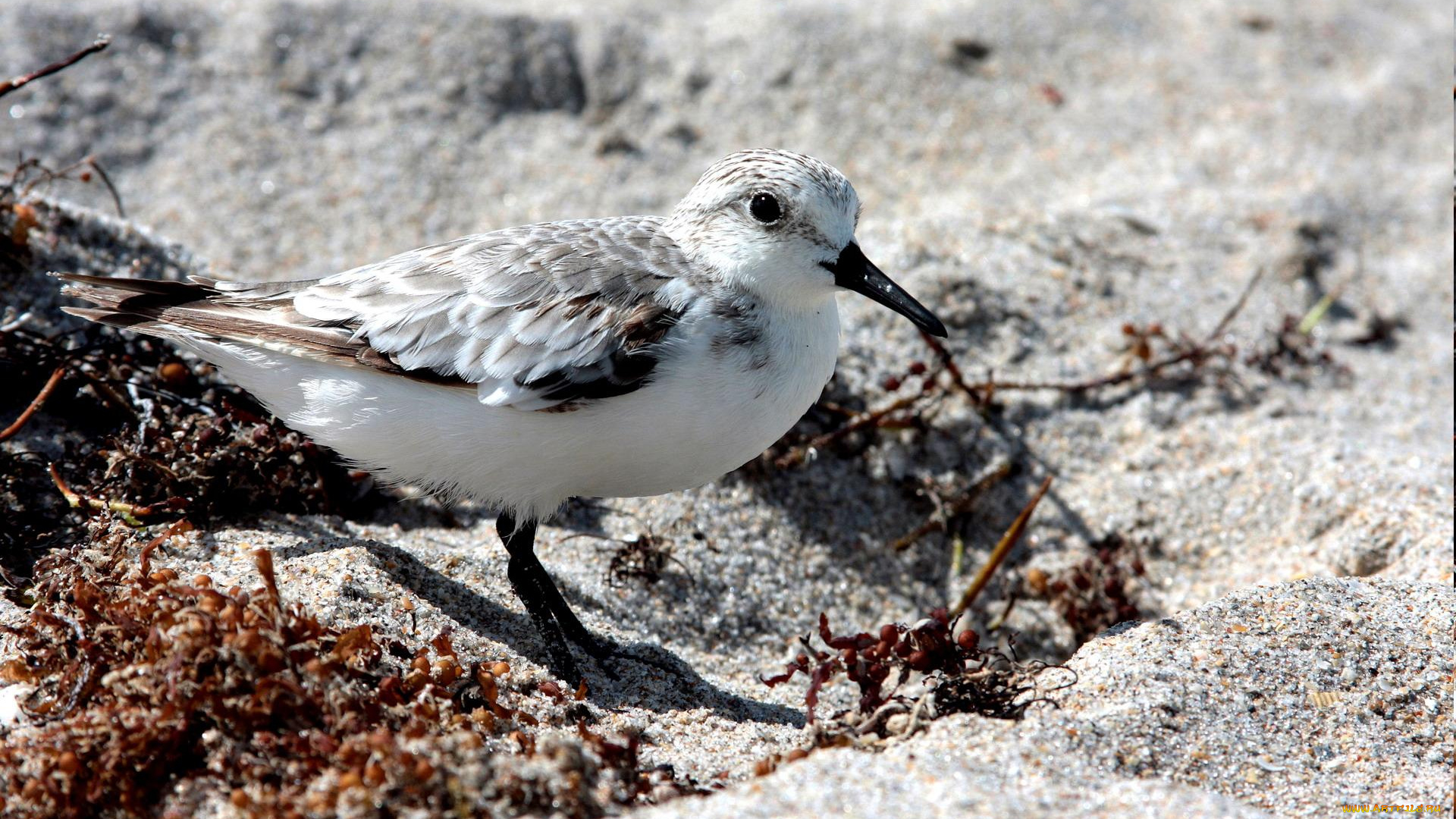 животные, Чайки, бакланы, крачки, песок, кулик