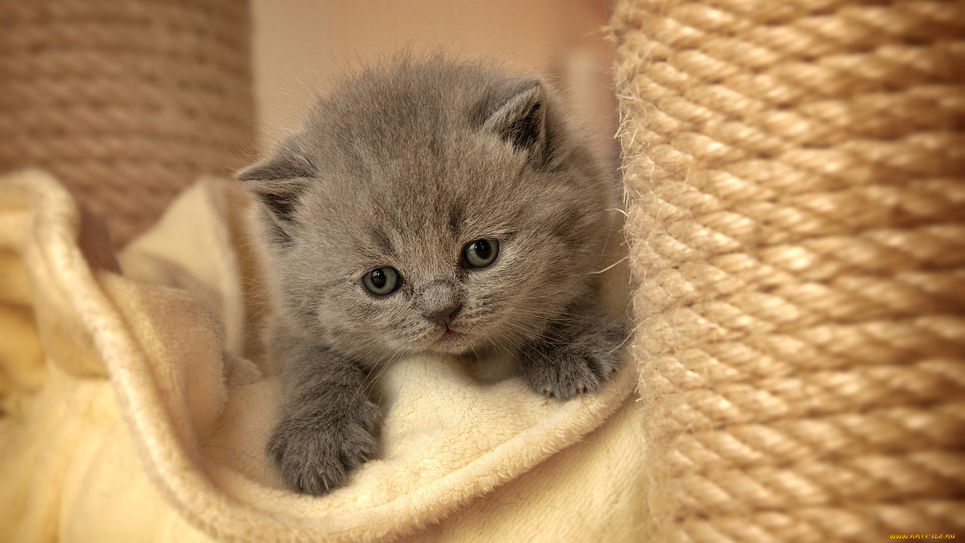 животные, коты, котёнок