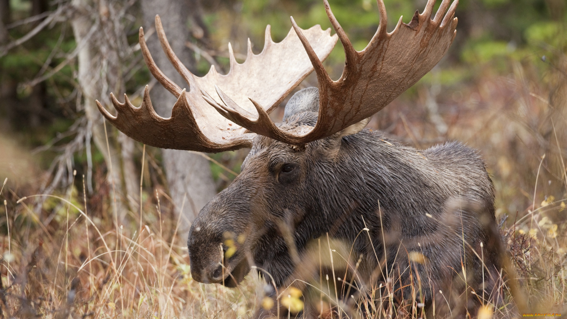 животные, лоси, рога, сохатый