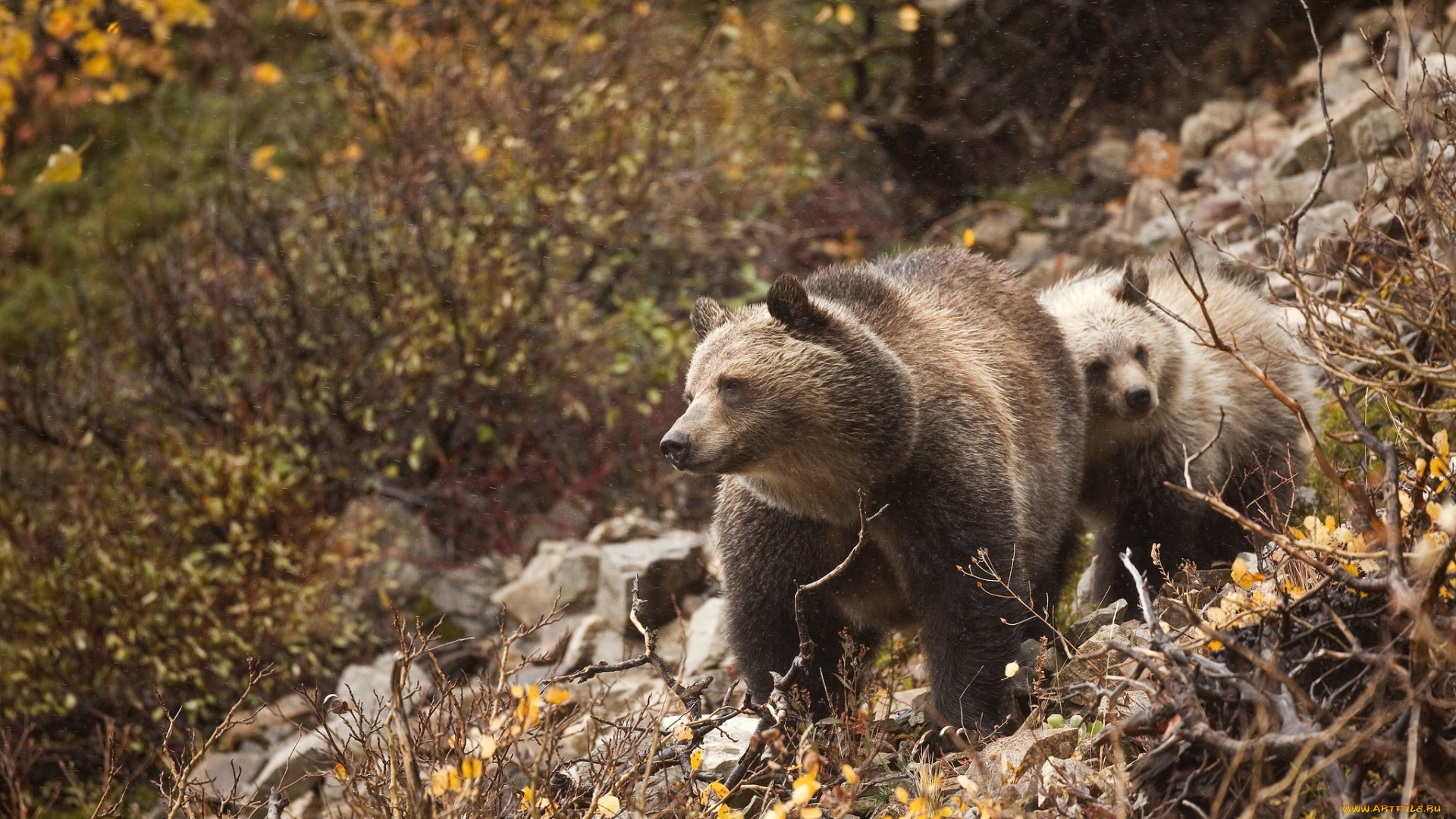 животные, медведи, бурый, малыш, мама