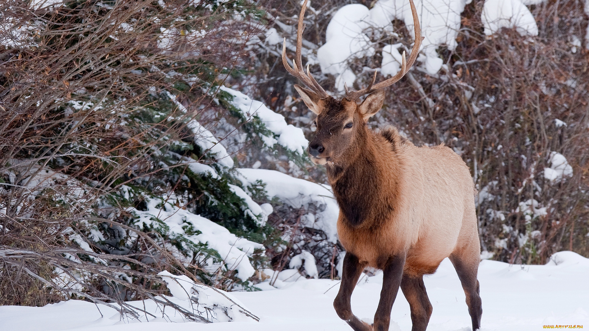 животные, олени, рога, снег